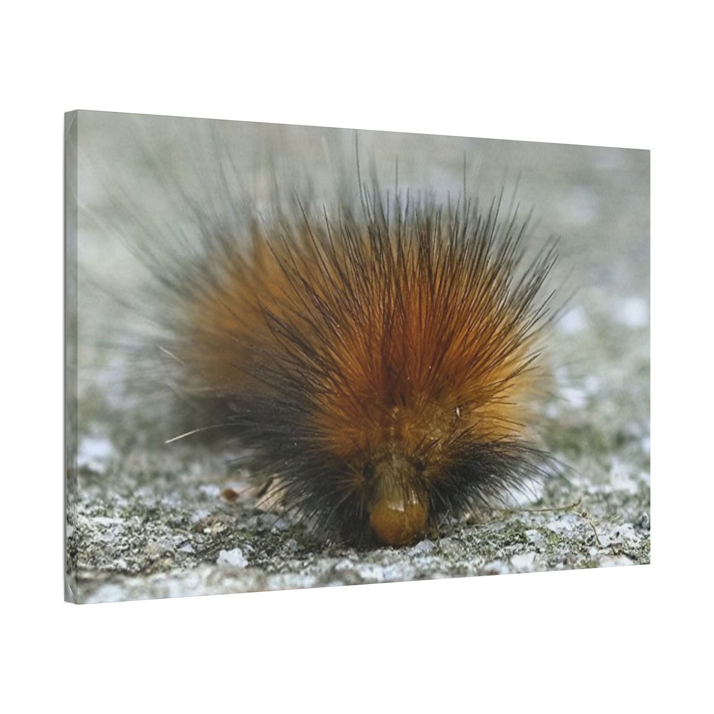Classic Stretched Canvas - Platypillar