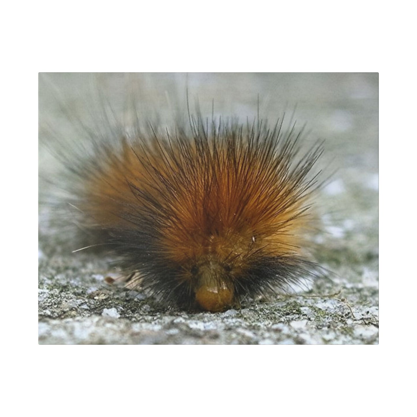 Classic Stretched Canvas - Platypillar