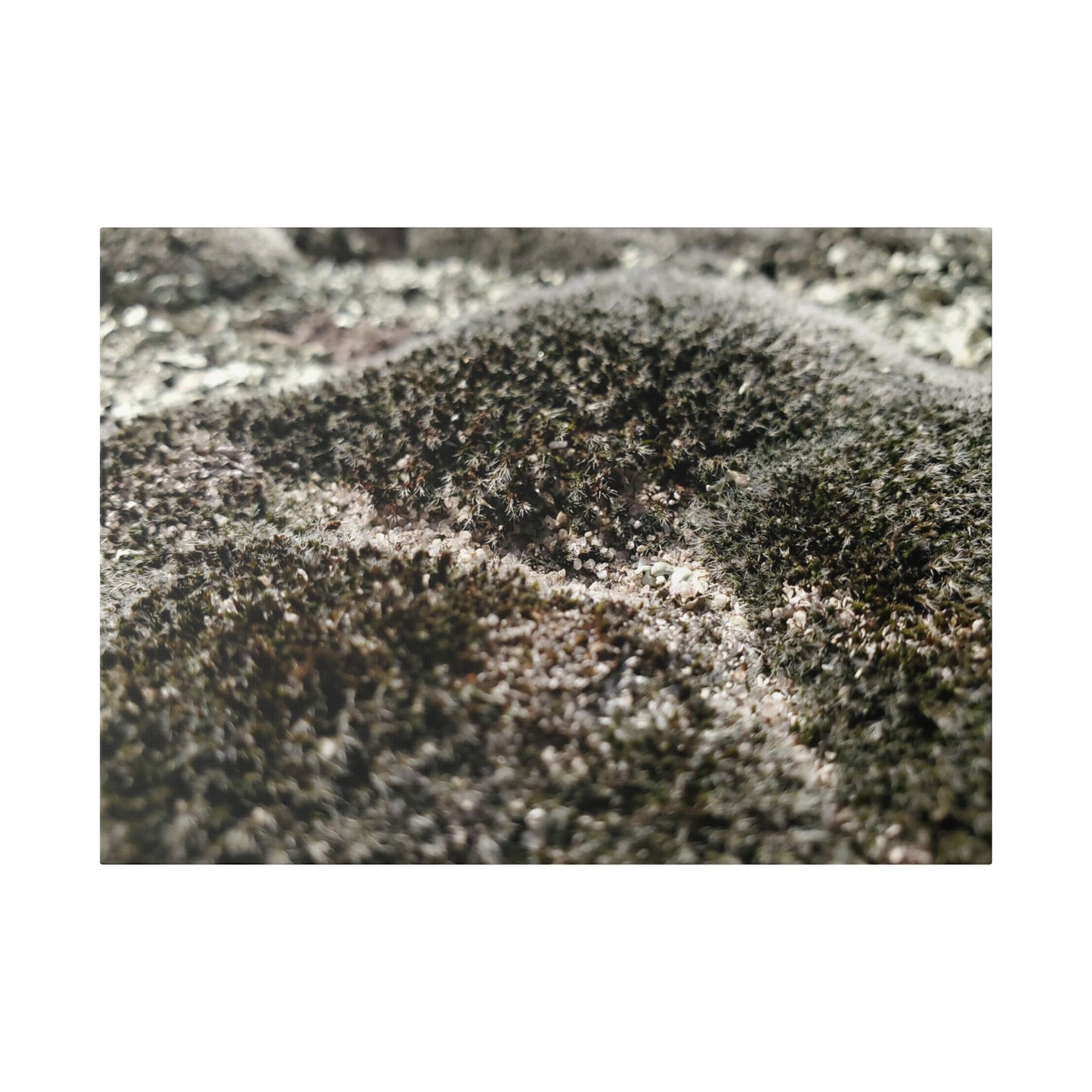 Classic Stretched Canvas - Moss
