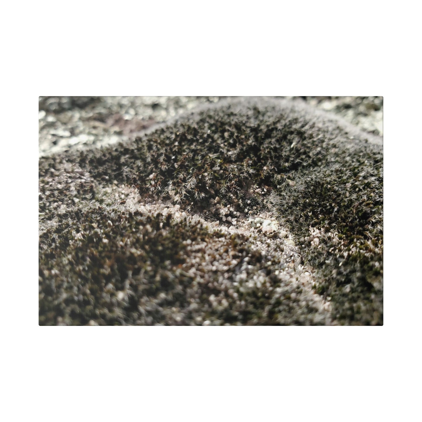 Classic Stretched Canvas - Moss
