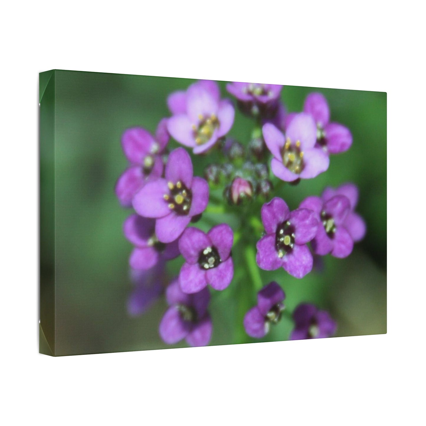 Classic Stretched Canvas