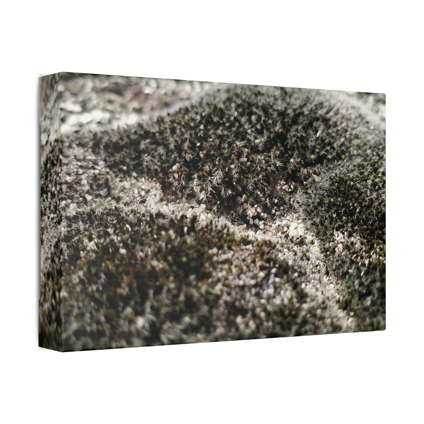 Classic Stretched Canvas - Moss