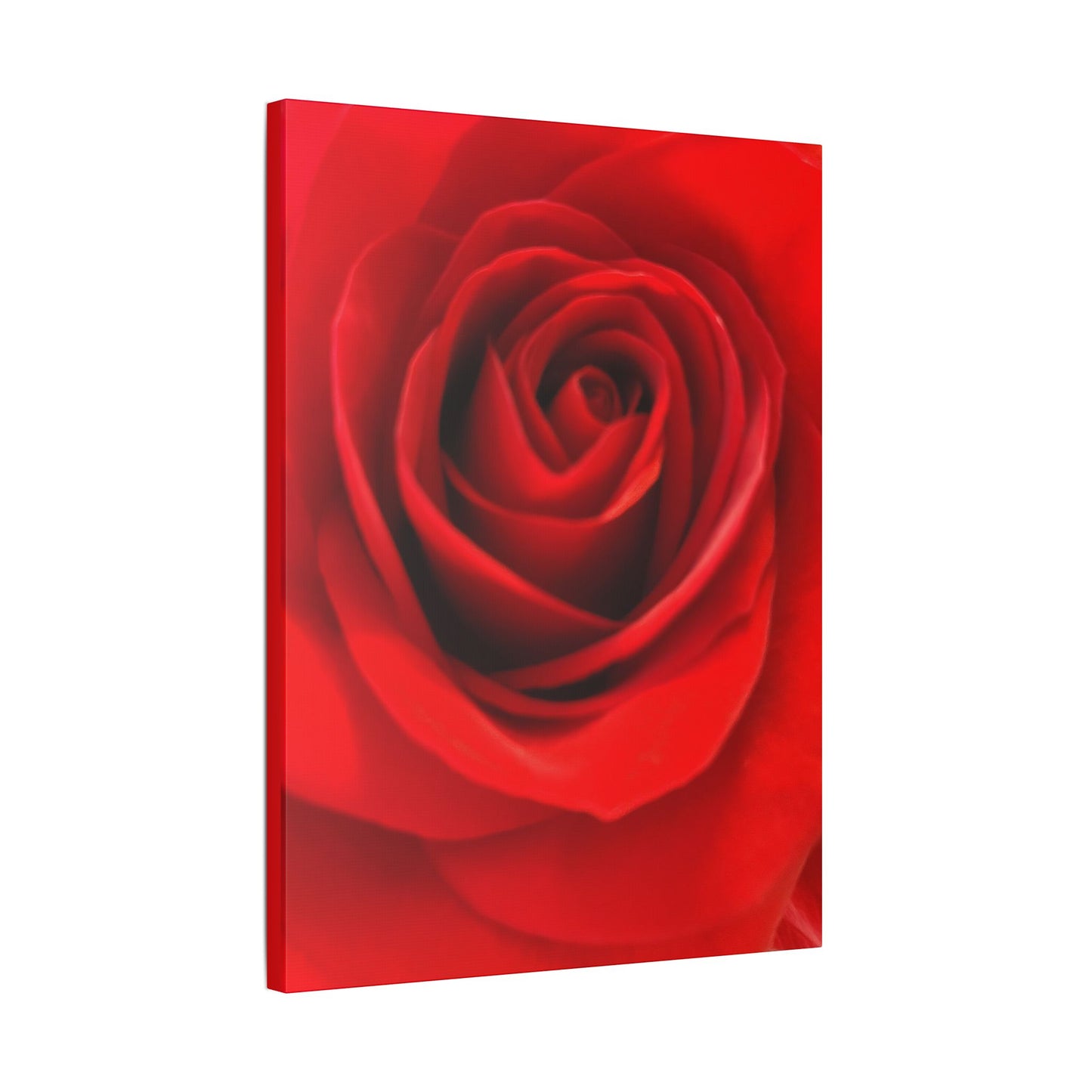 Classic Stretched Canvas - Rose