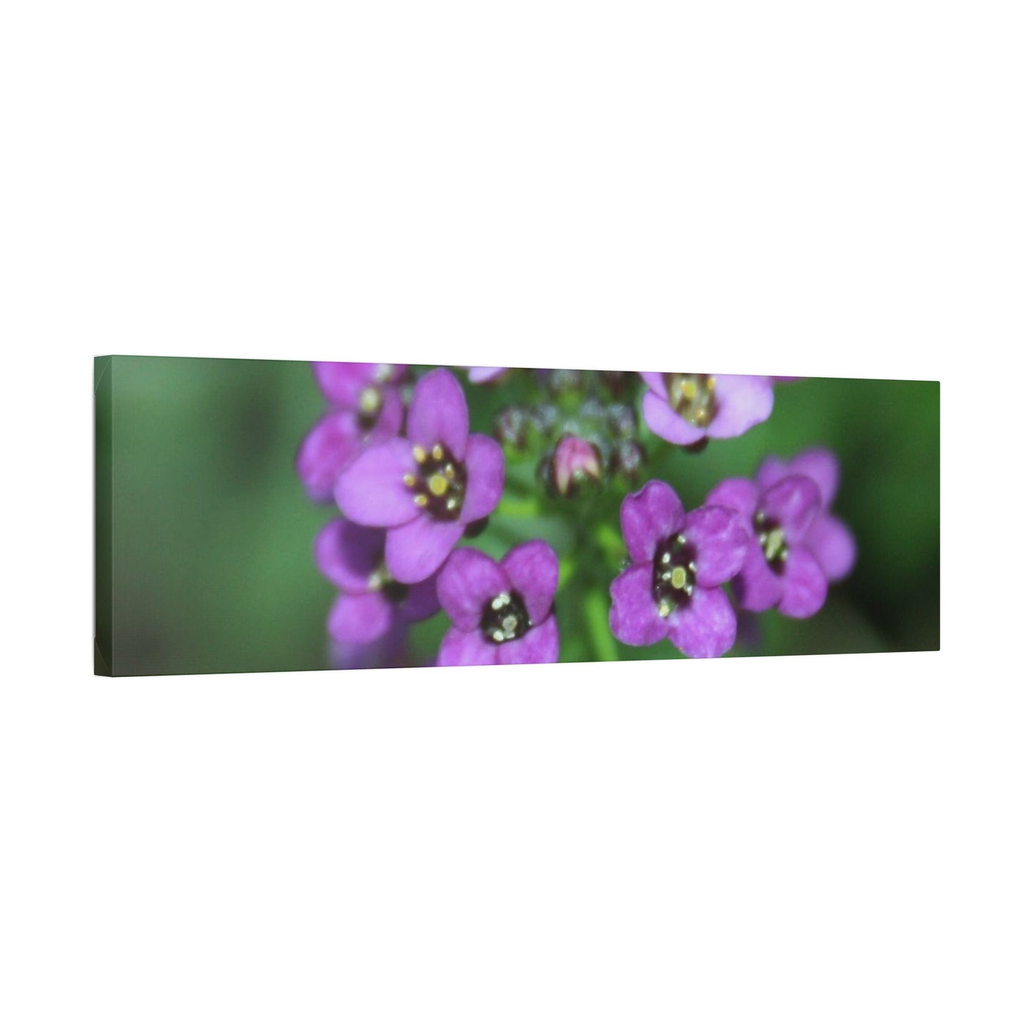 Classic Stretched Canvas