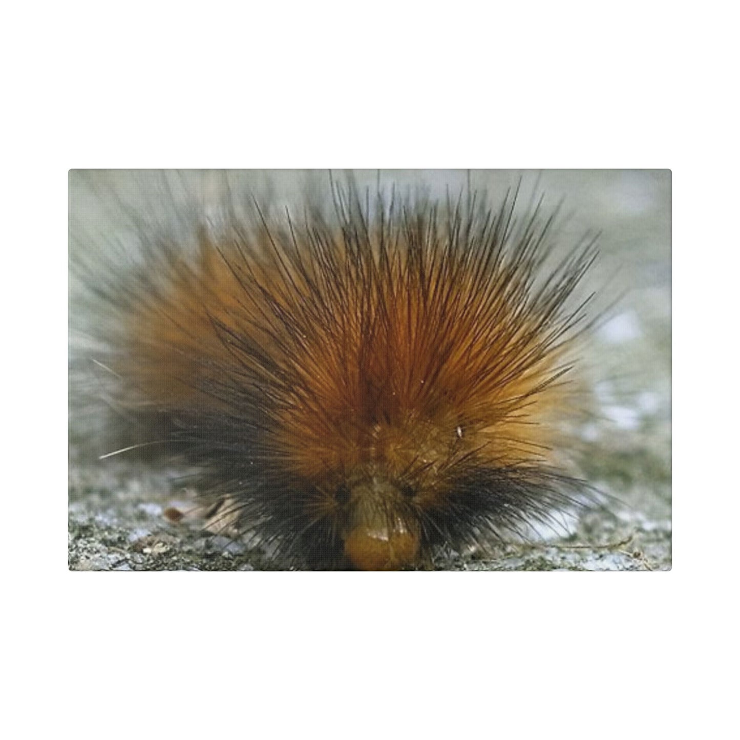 Classic Stretched Canvas - Platypillar
