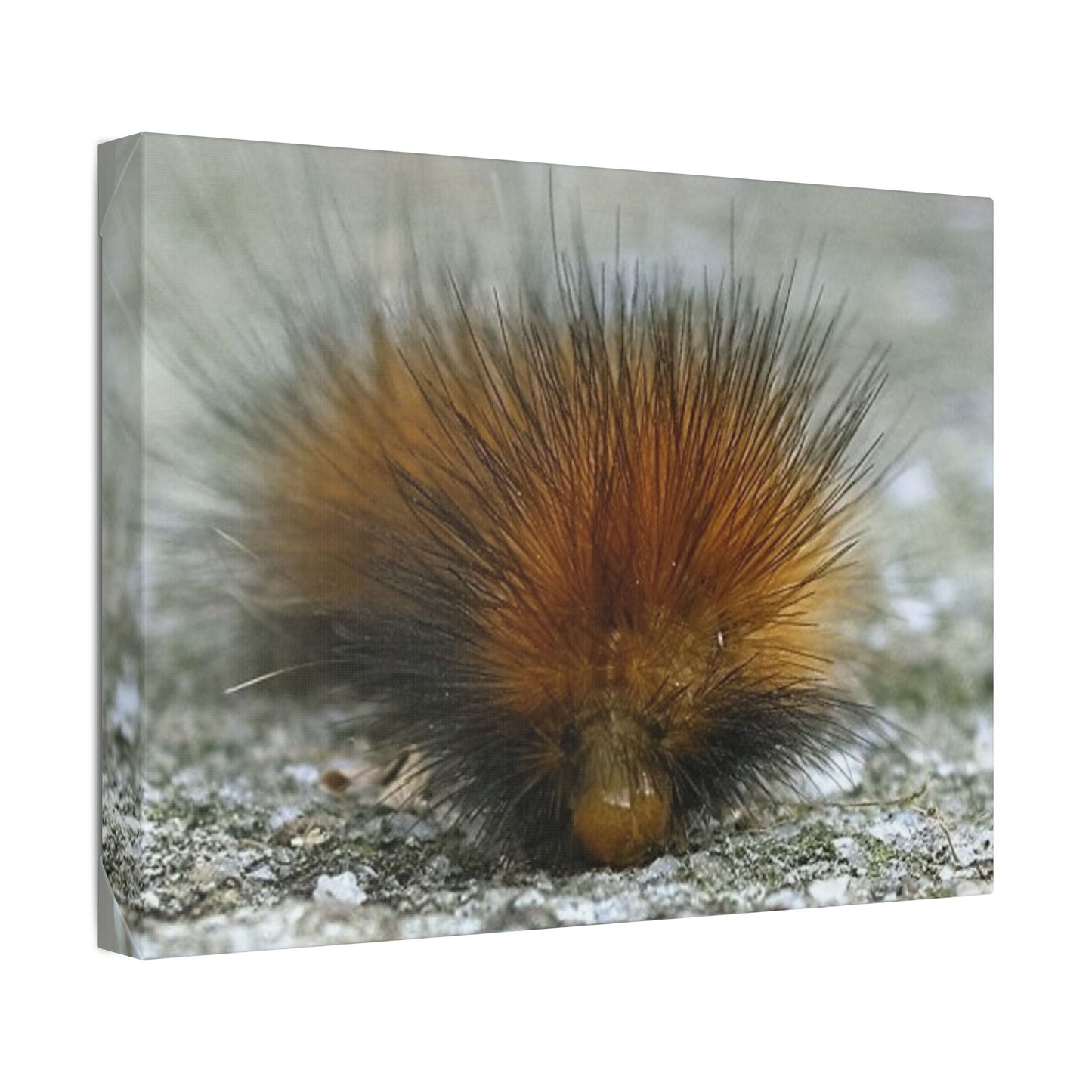 Classic Stretched Canvas - Platypillar