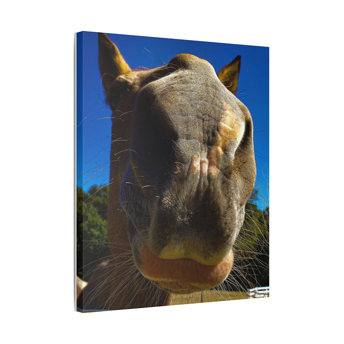 Classic Stretched Canvas - Its A Horse Of Course