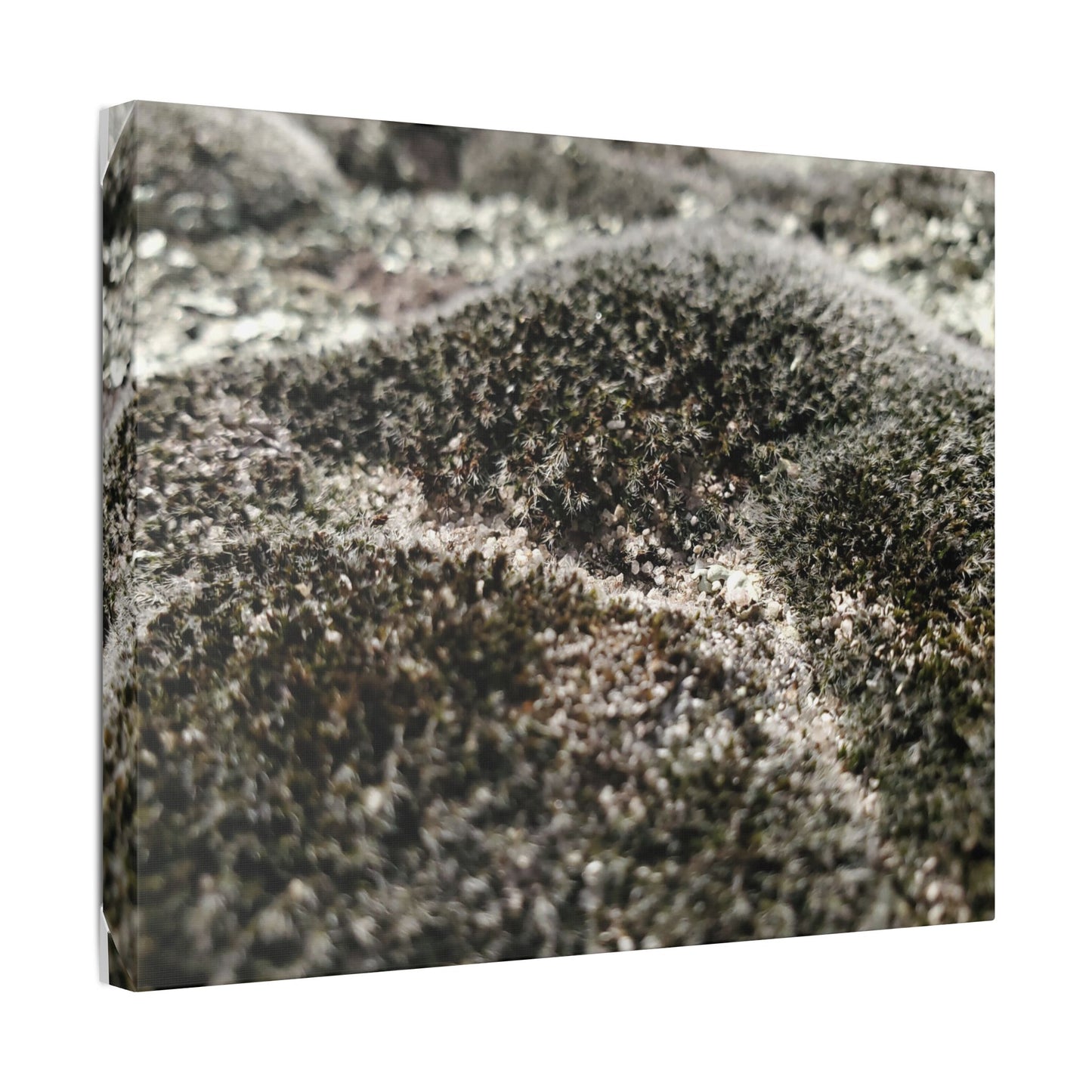 Classic Stretched Canvas - Moss