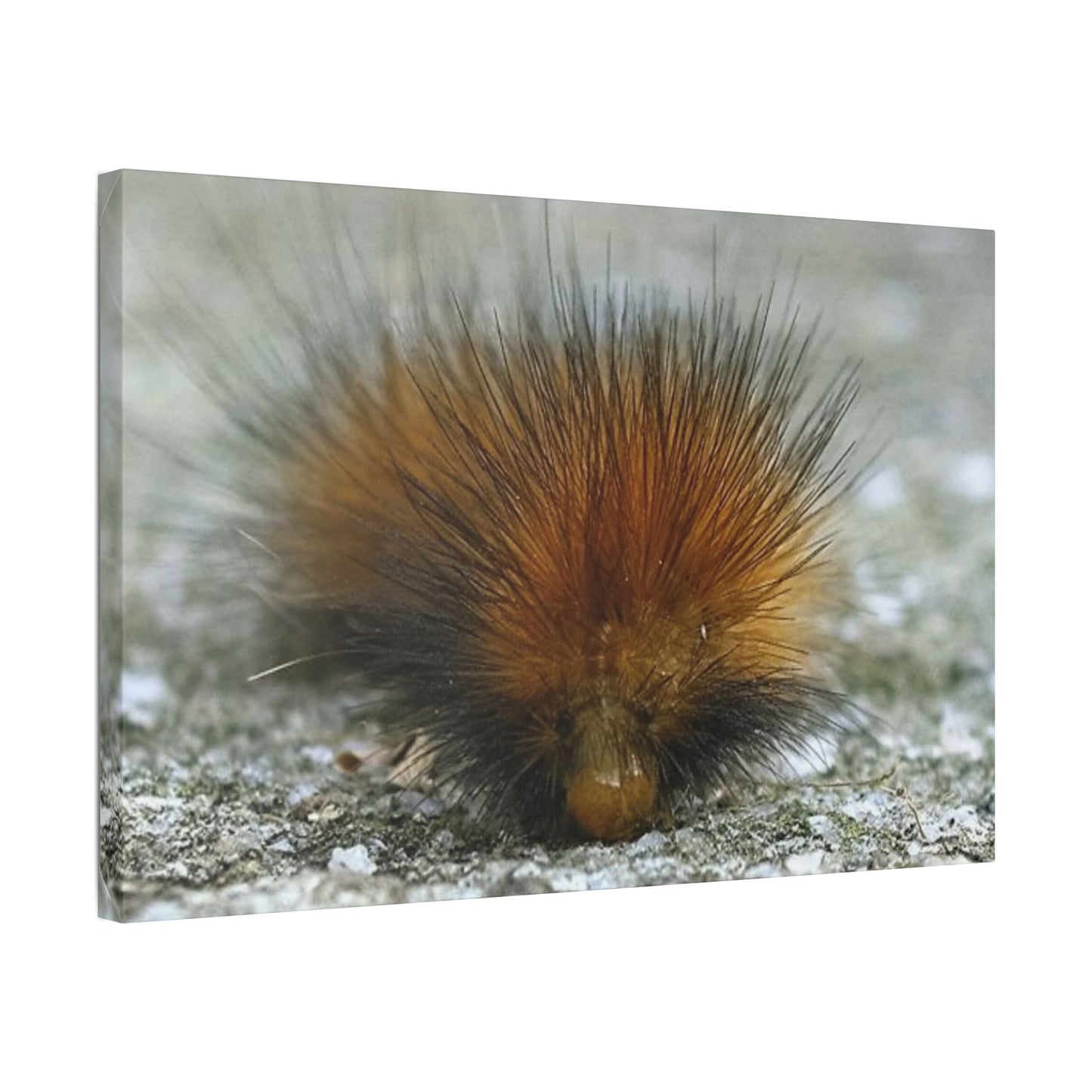 Classic Stretched Canvas - Platypillar