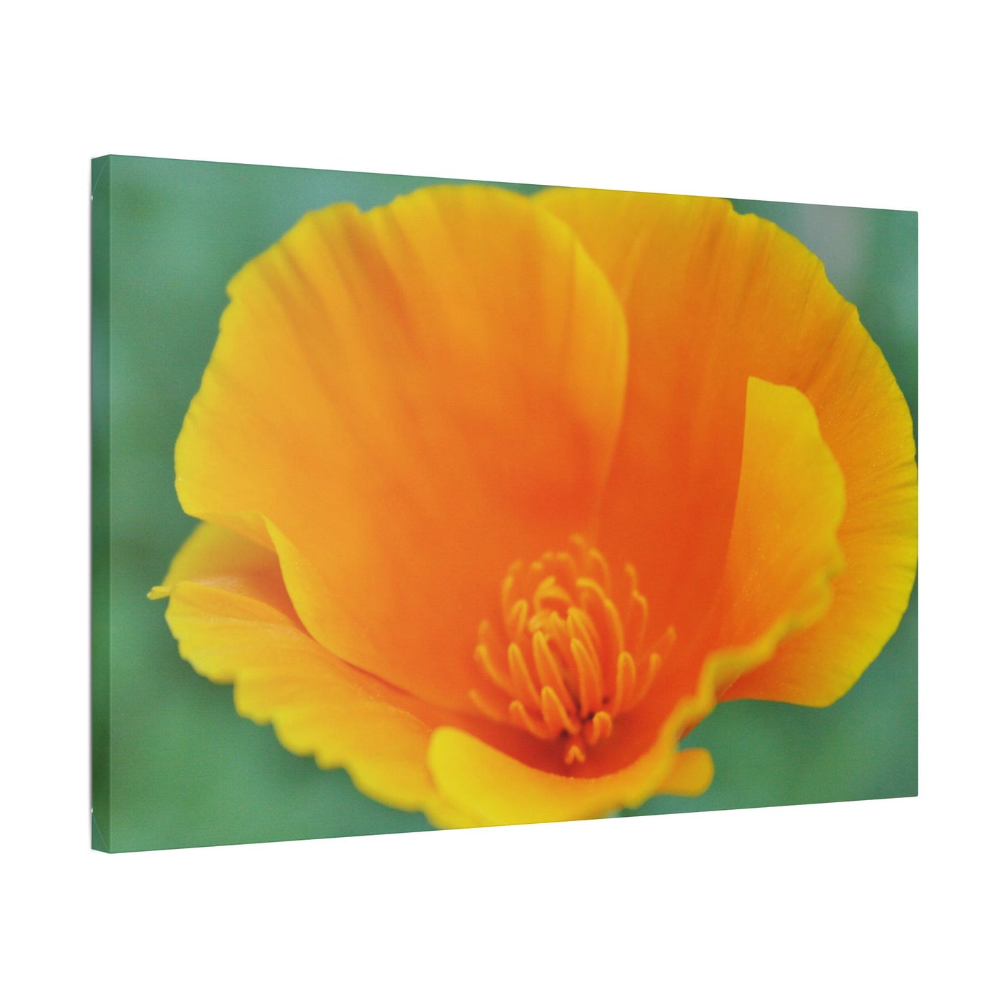 Classic Stretched Canvas