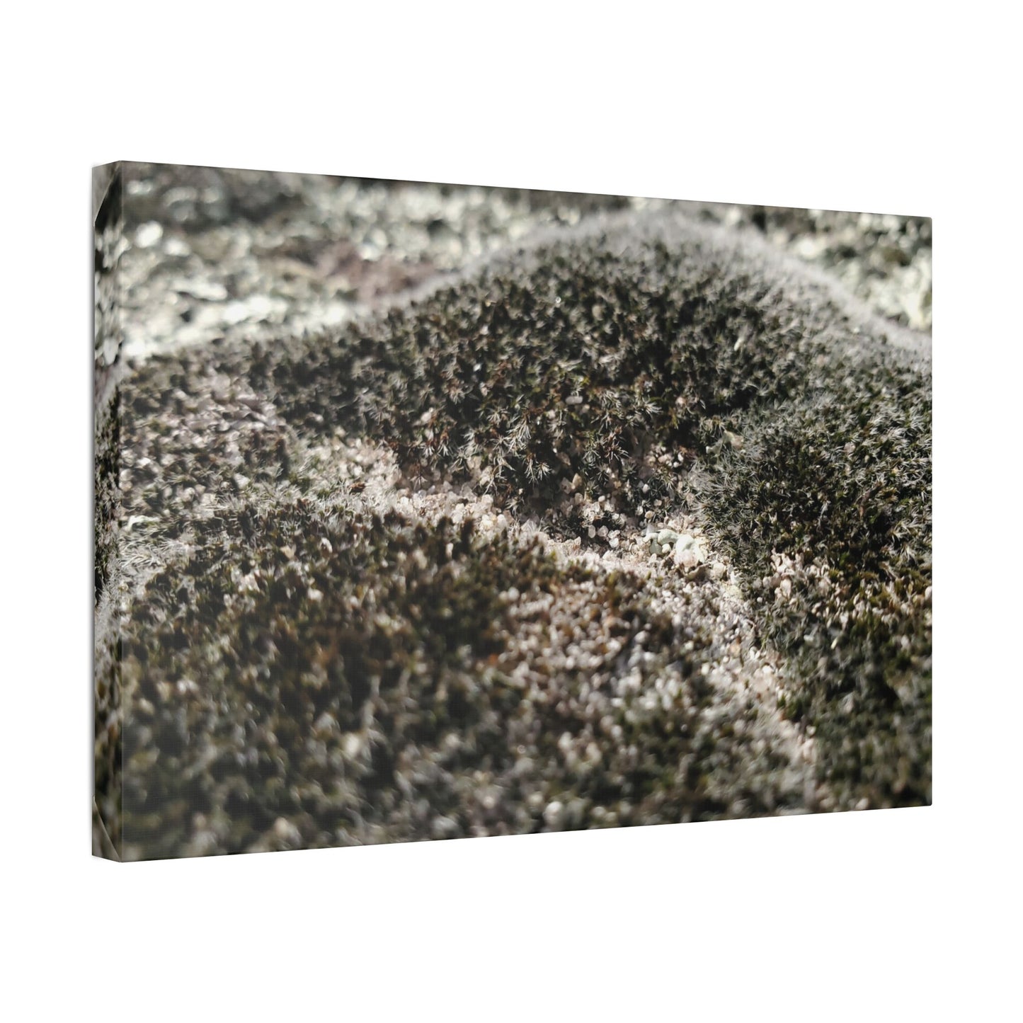 Classic Stretched Canvas - Moss