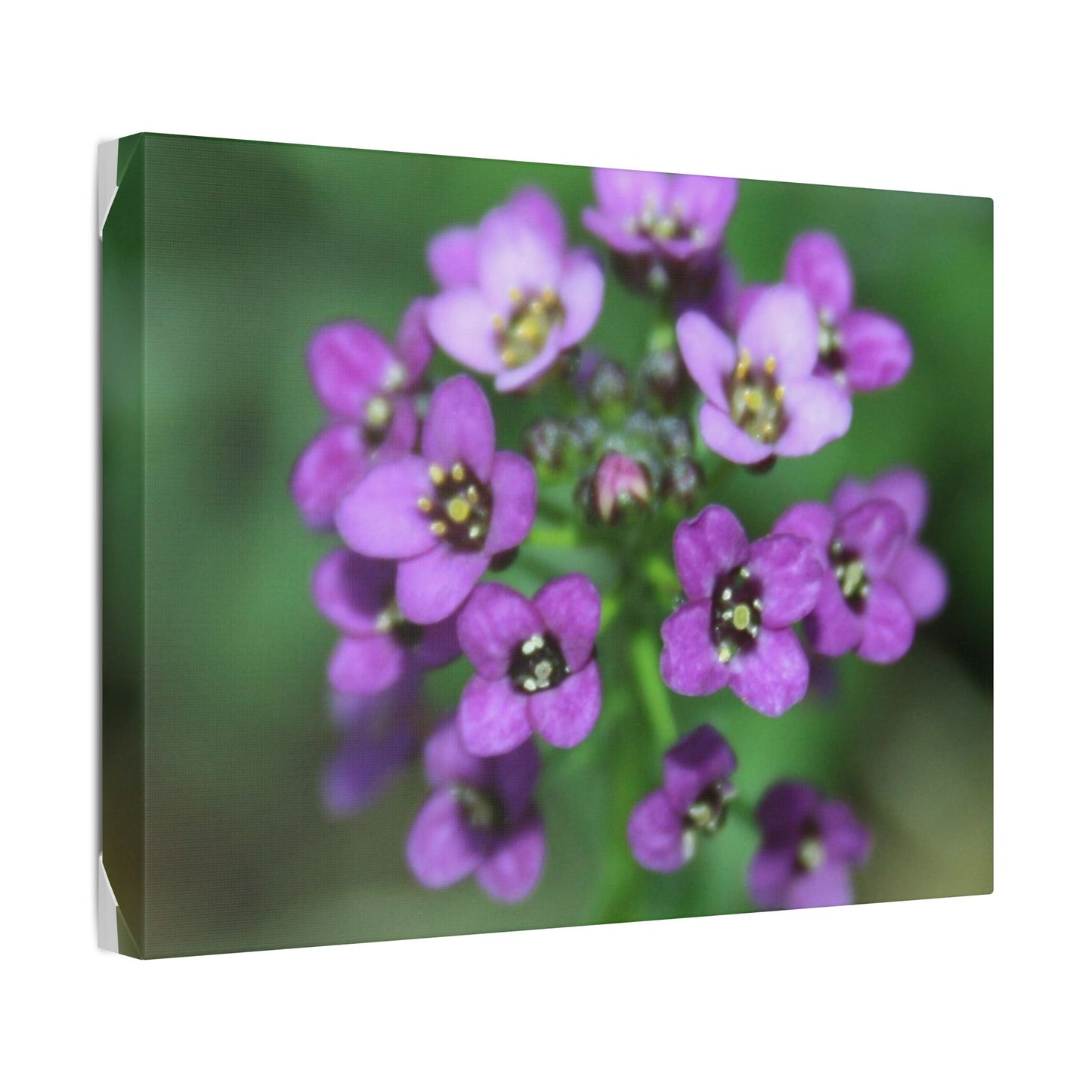 Classic Stretched Canvas
