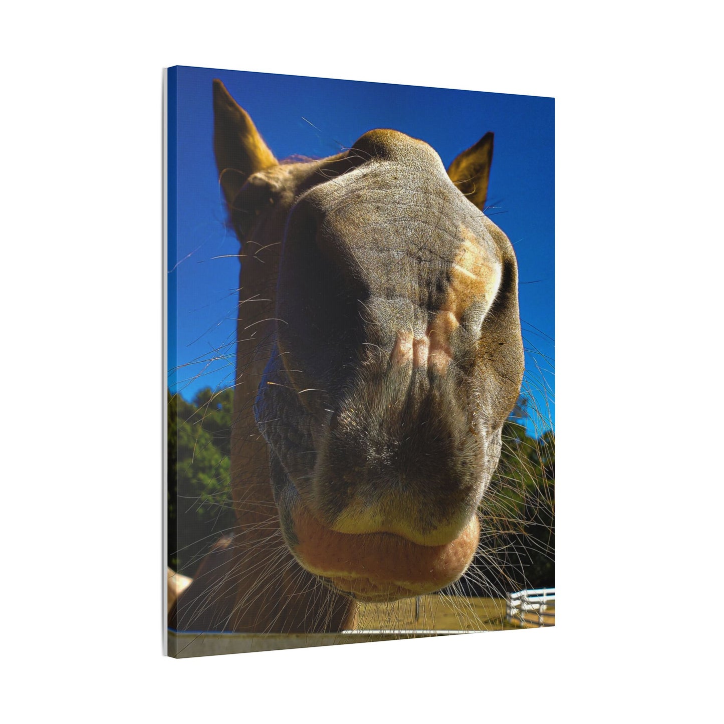 Classic Stretched Canvas - Its A Horse Of Course