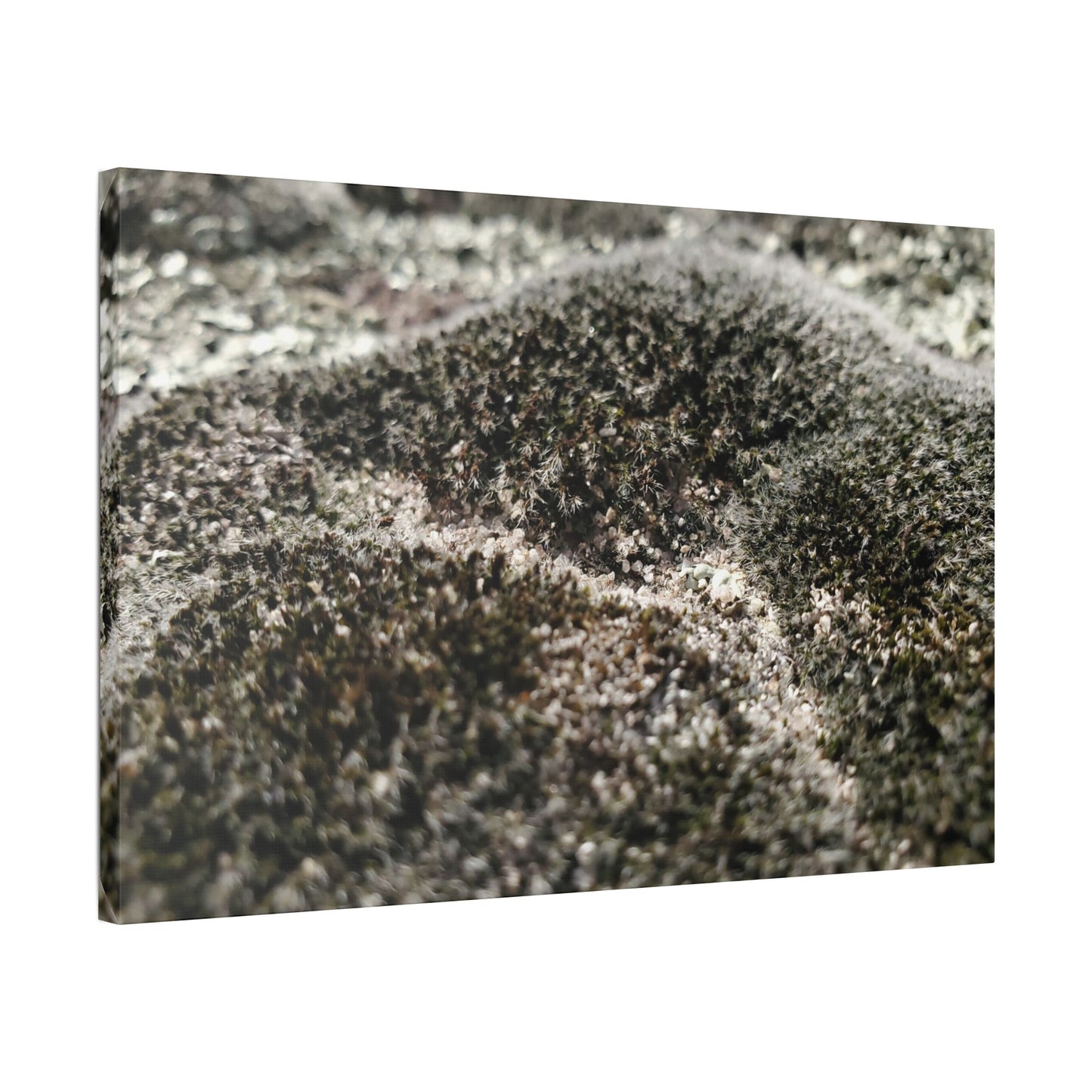 Classic Stretched Canvas - Moss