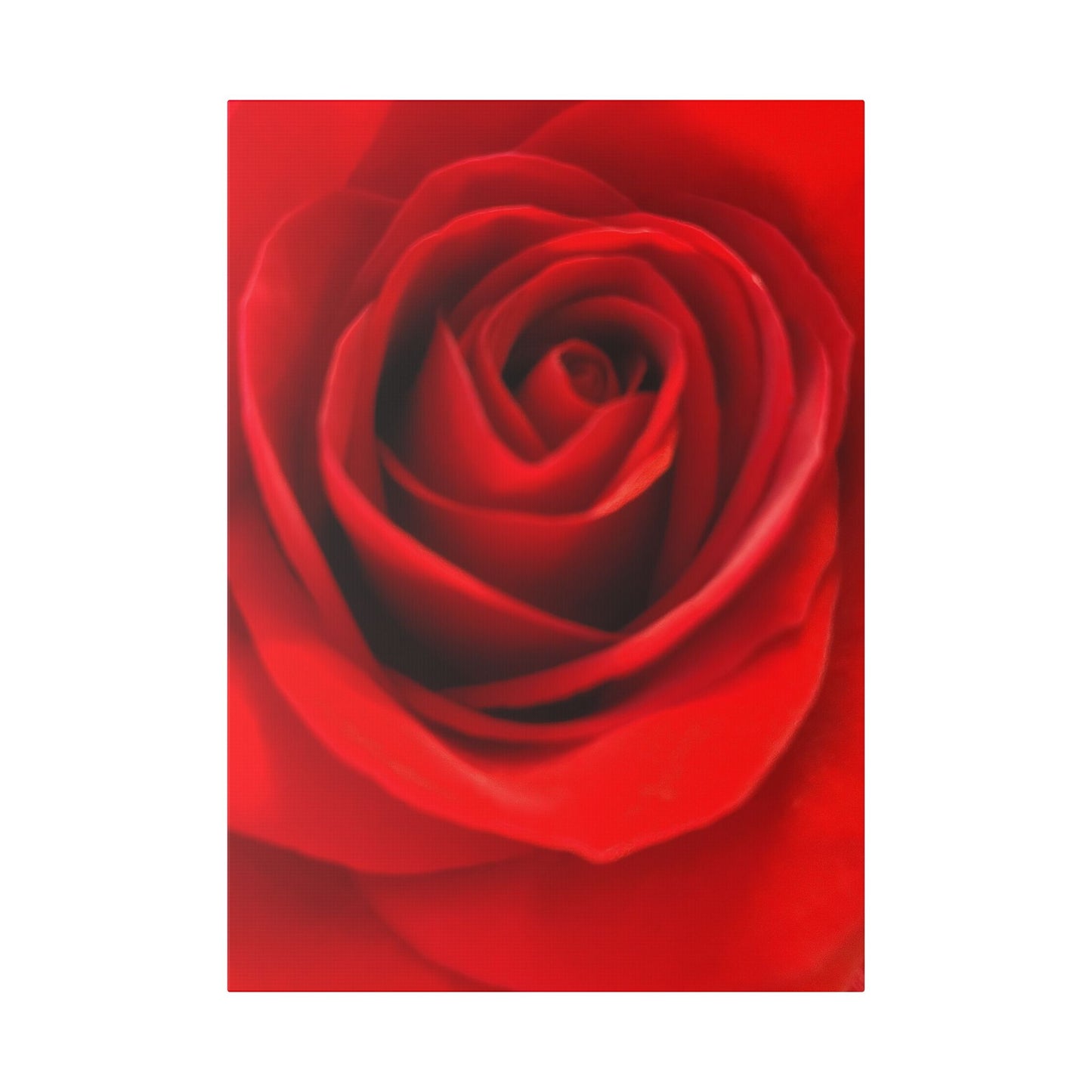 Classic Stretched Canvas - Rose