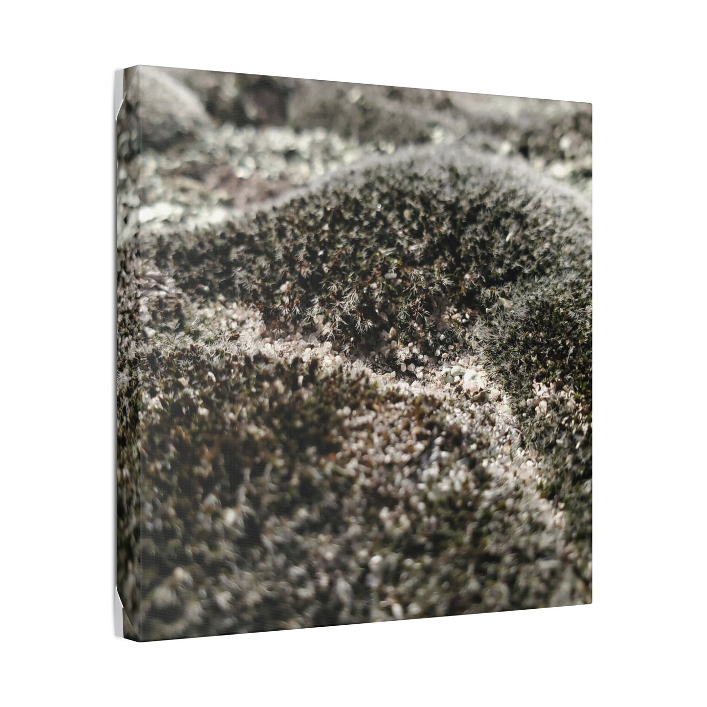 Classic Stretched Canvas - Moss