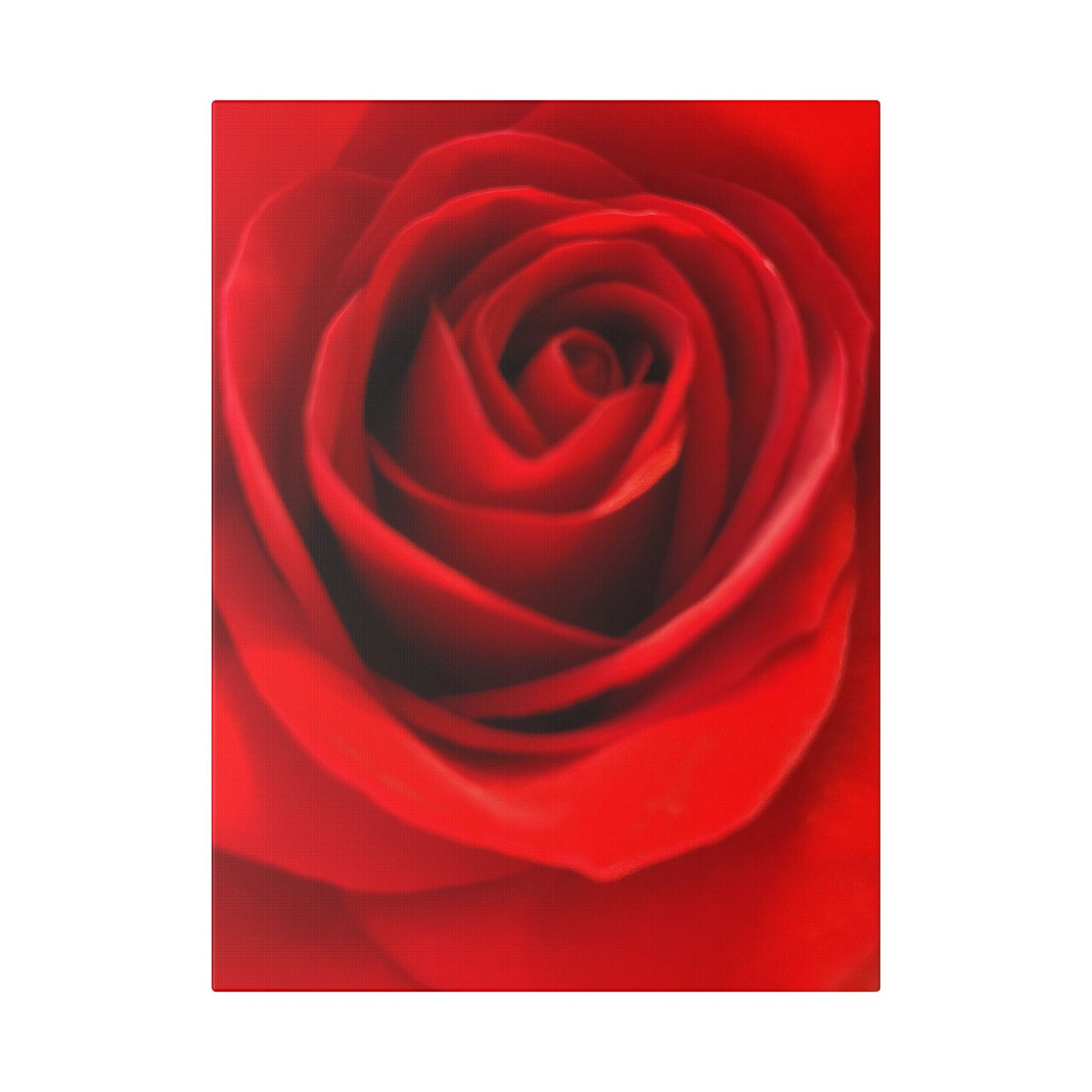 Classic Stretched Canvas - Rose