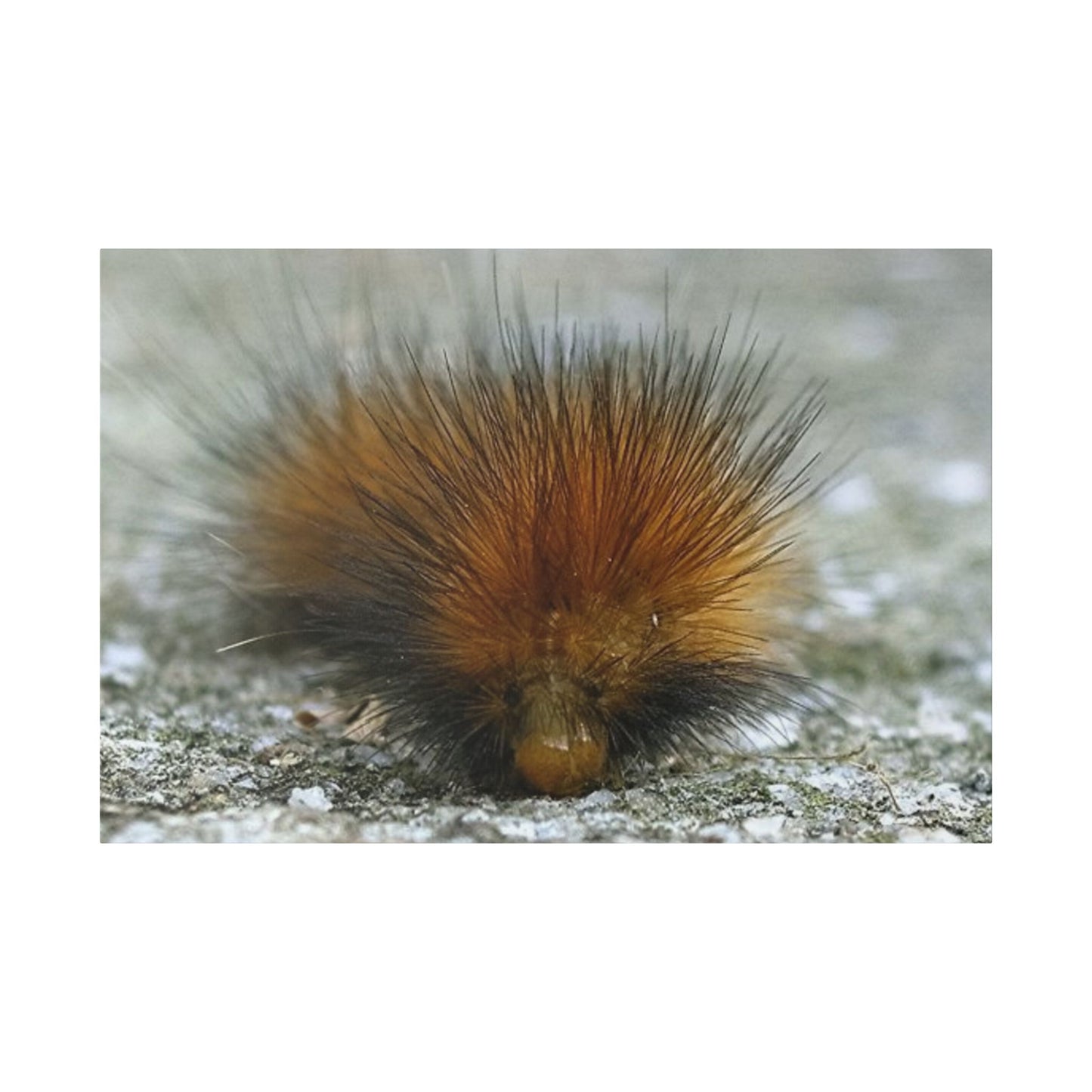 Classic Stretched Canvas - Platypillar