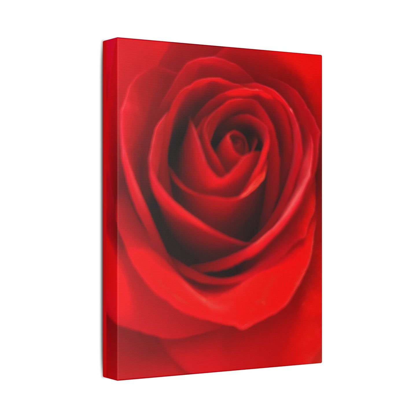 Classic Stretched Canvas - Rose