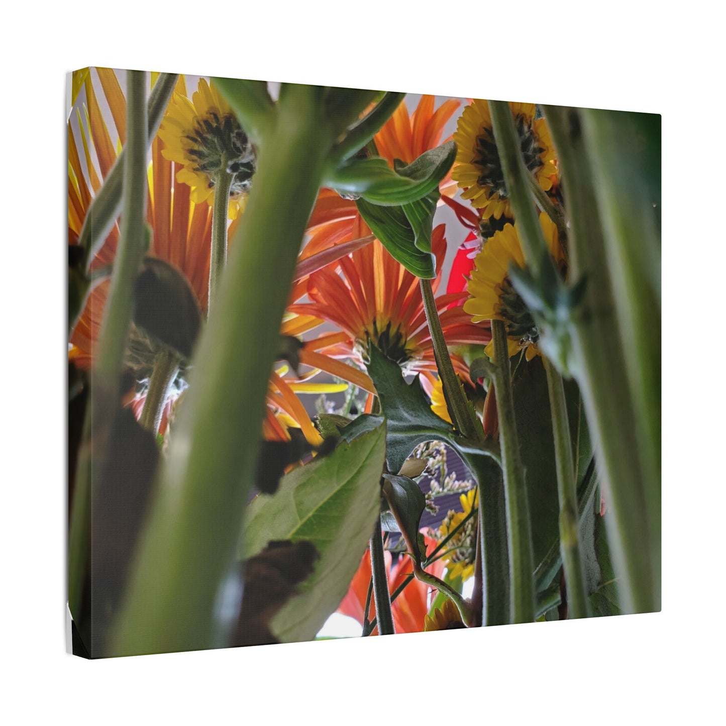 Classic Stretched Canvas