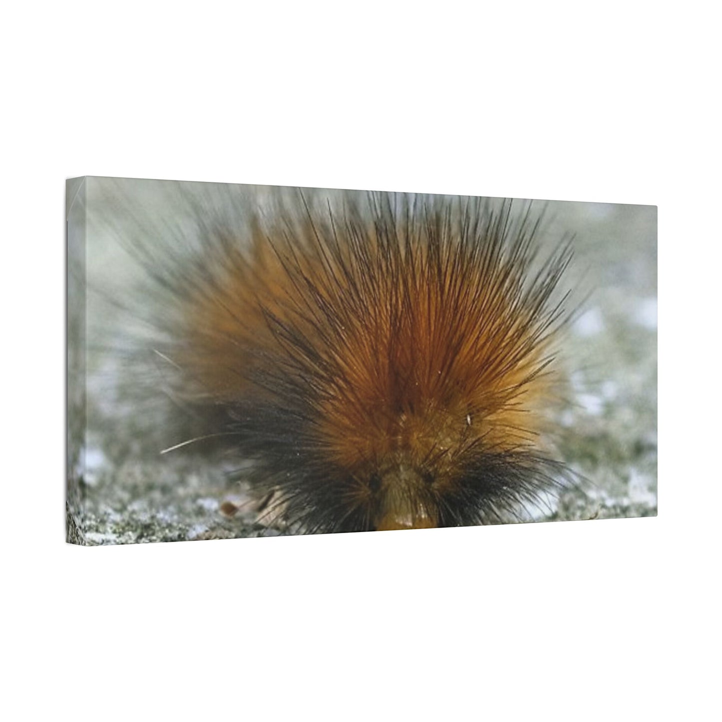 Classic Stretched Canvas - Platypillar