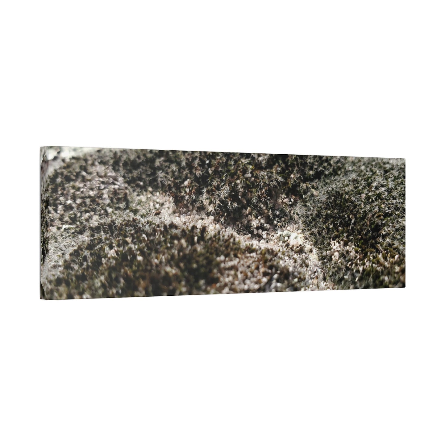 Classic Stretched Canvas - Moss