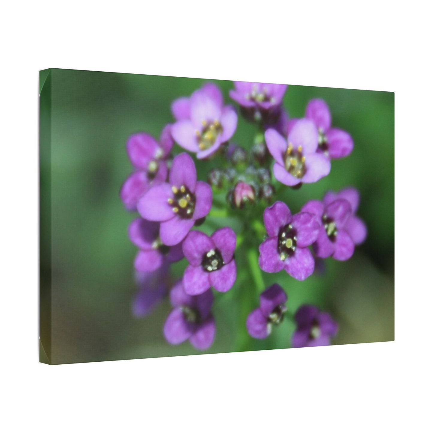 Classic Stretched Canvas