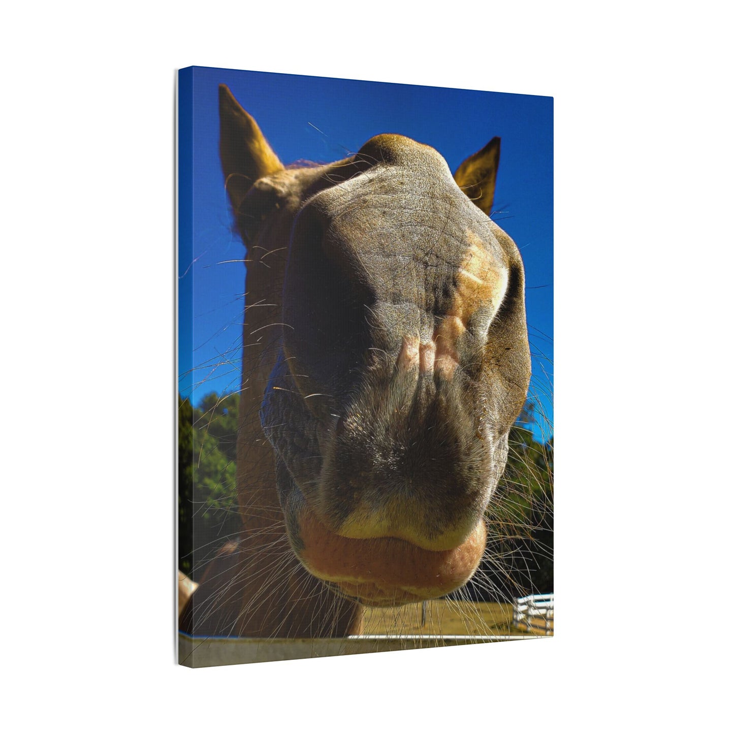 Classic Stretched Canvas - Its A Horse Of Course