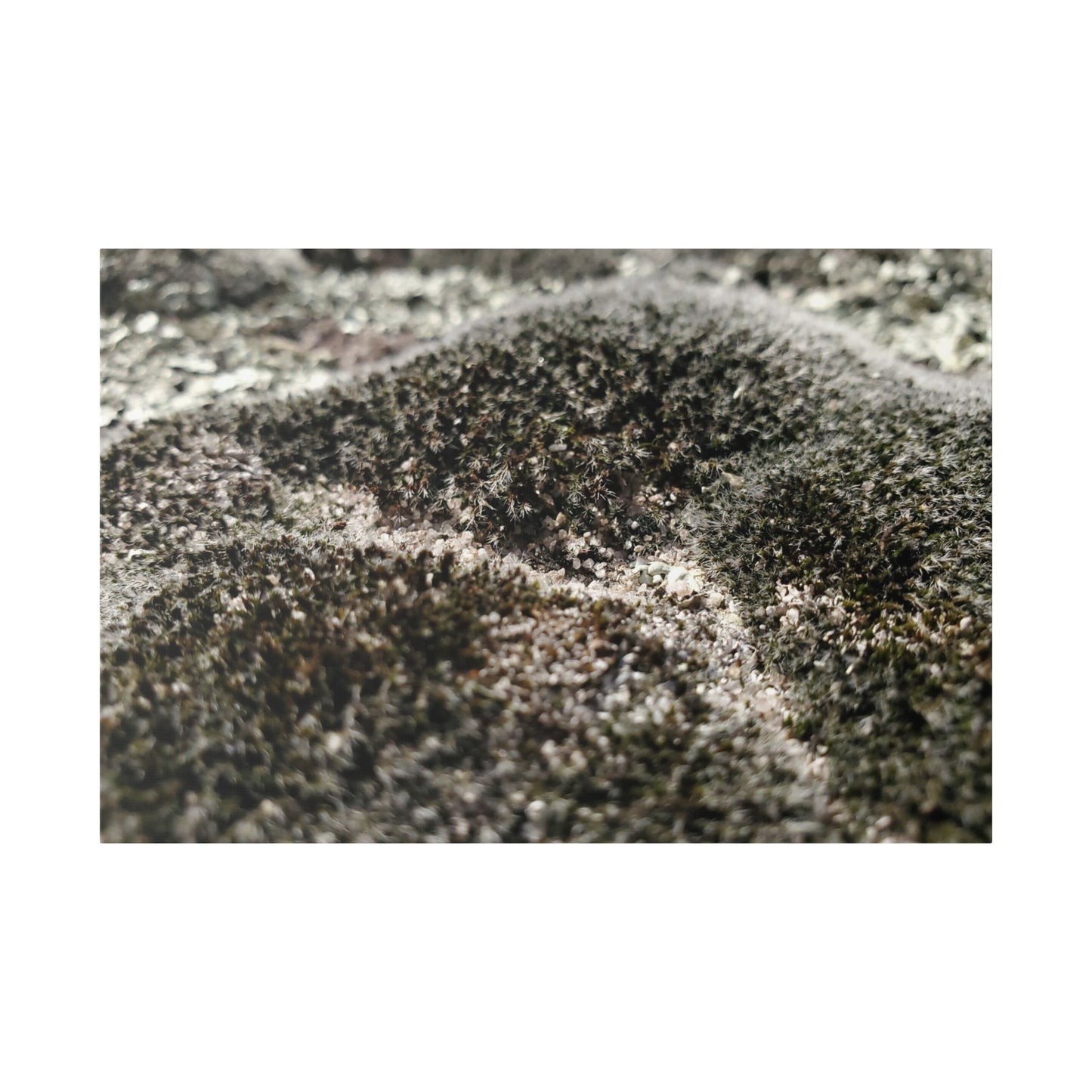 Classic Stretched Canvas - Moss