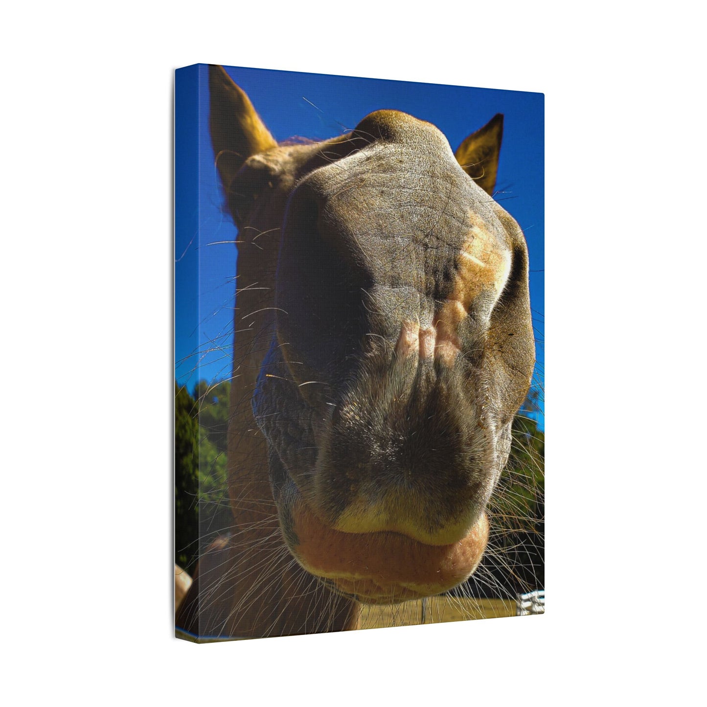 Classic Stretched Canvas - Its A Horse Of Course
