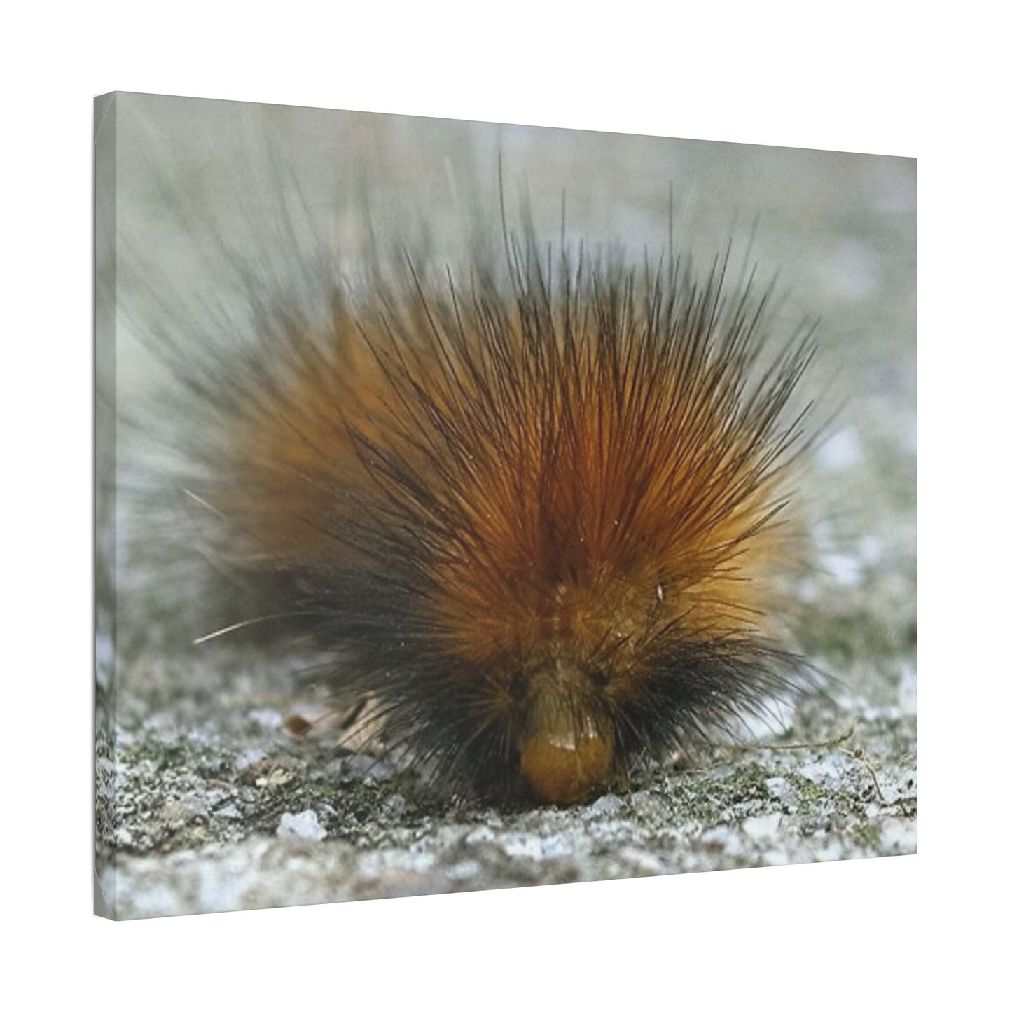 Classic Stretched Canvas - Platypillar