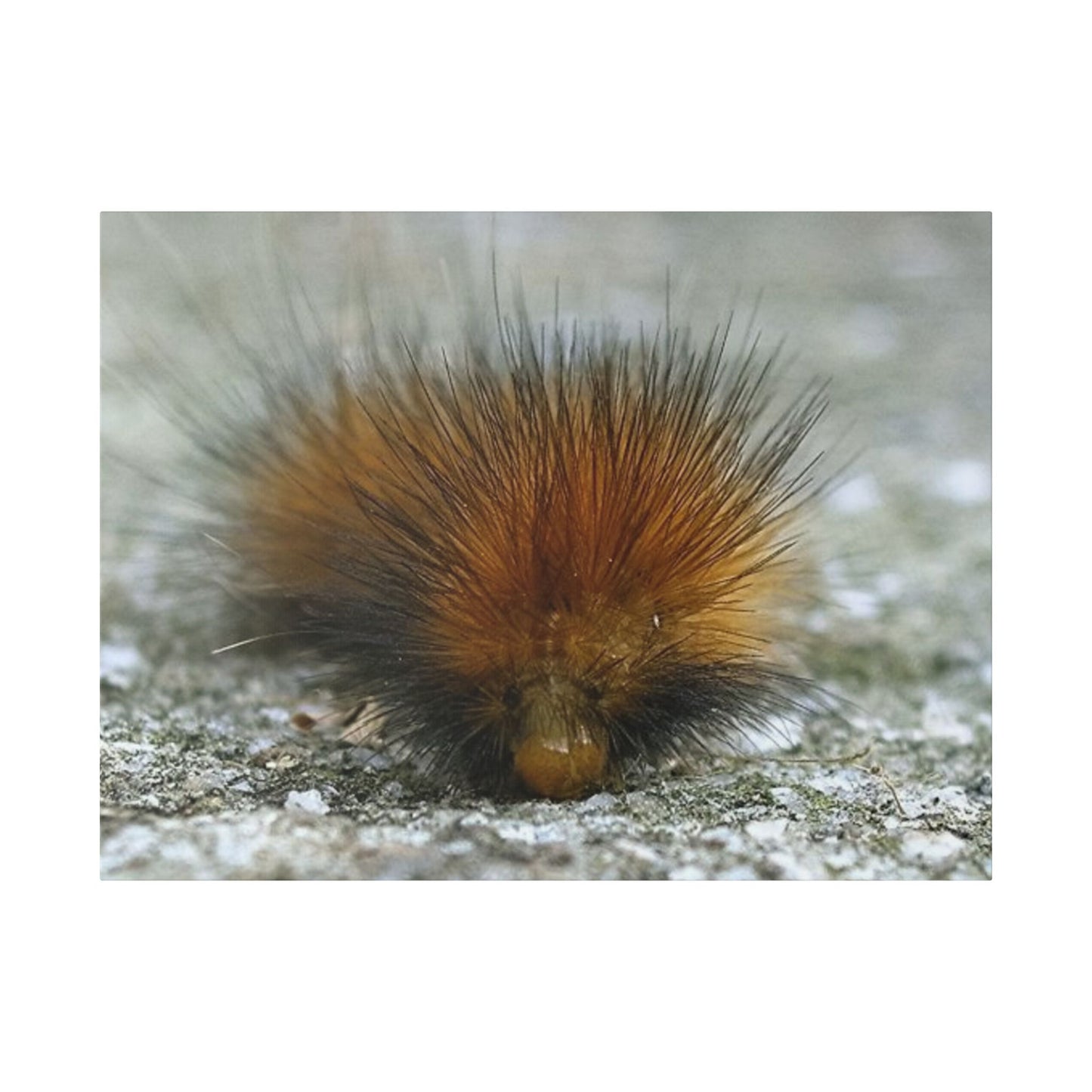 Classic Stretched Canvas - Platypillar
