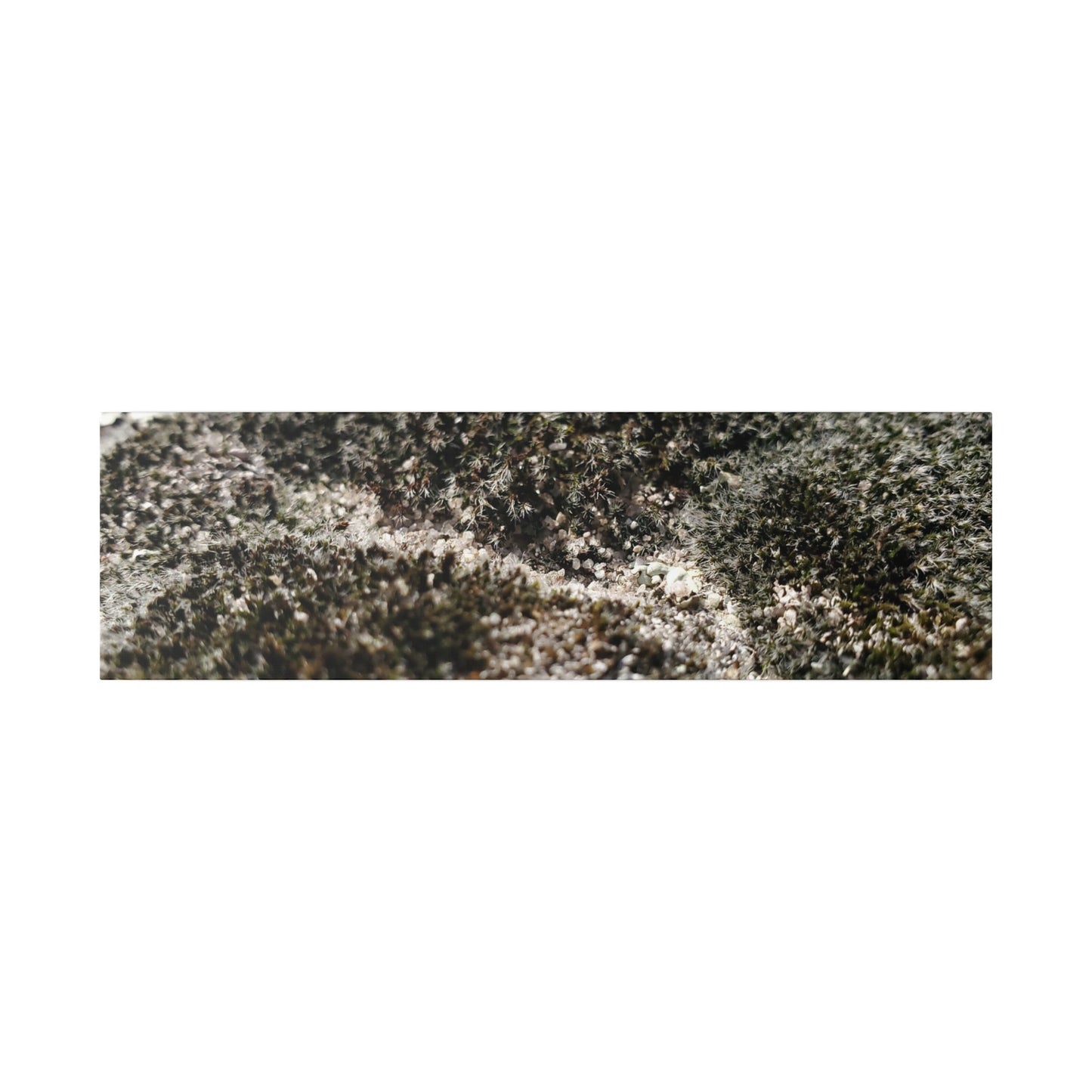 Classic Stretched Canvas - Moss