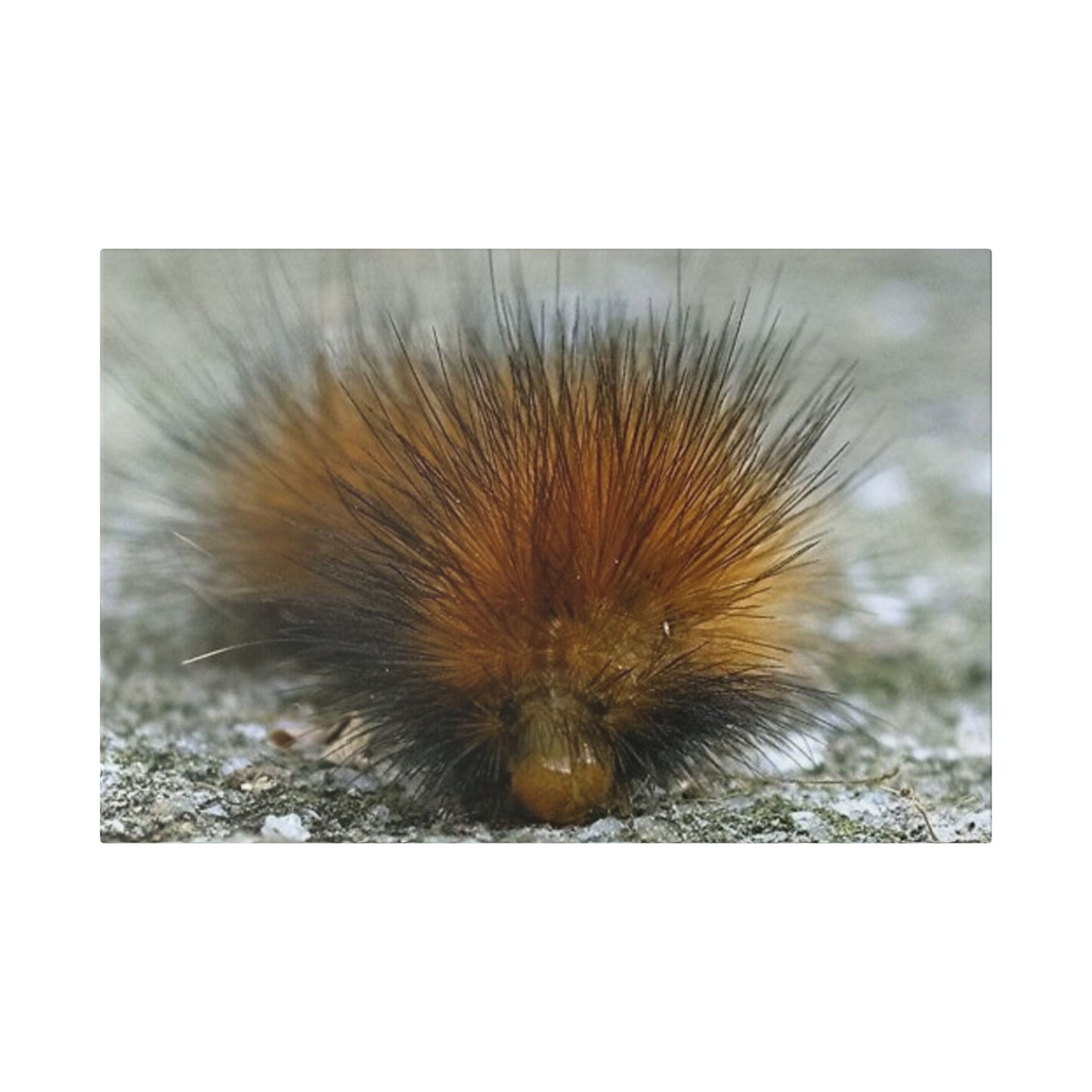 Classic Stretched Canvas - Platypillar