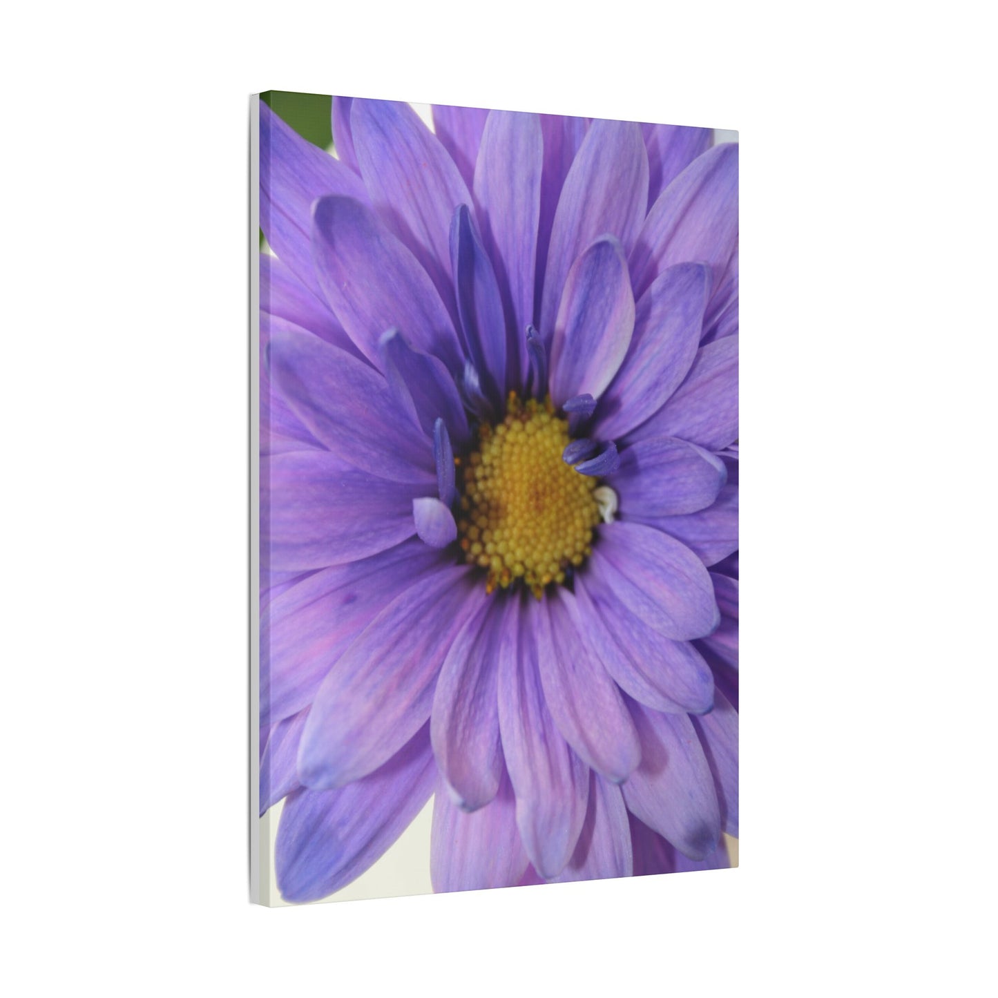 Classic Stretched Canvas