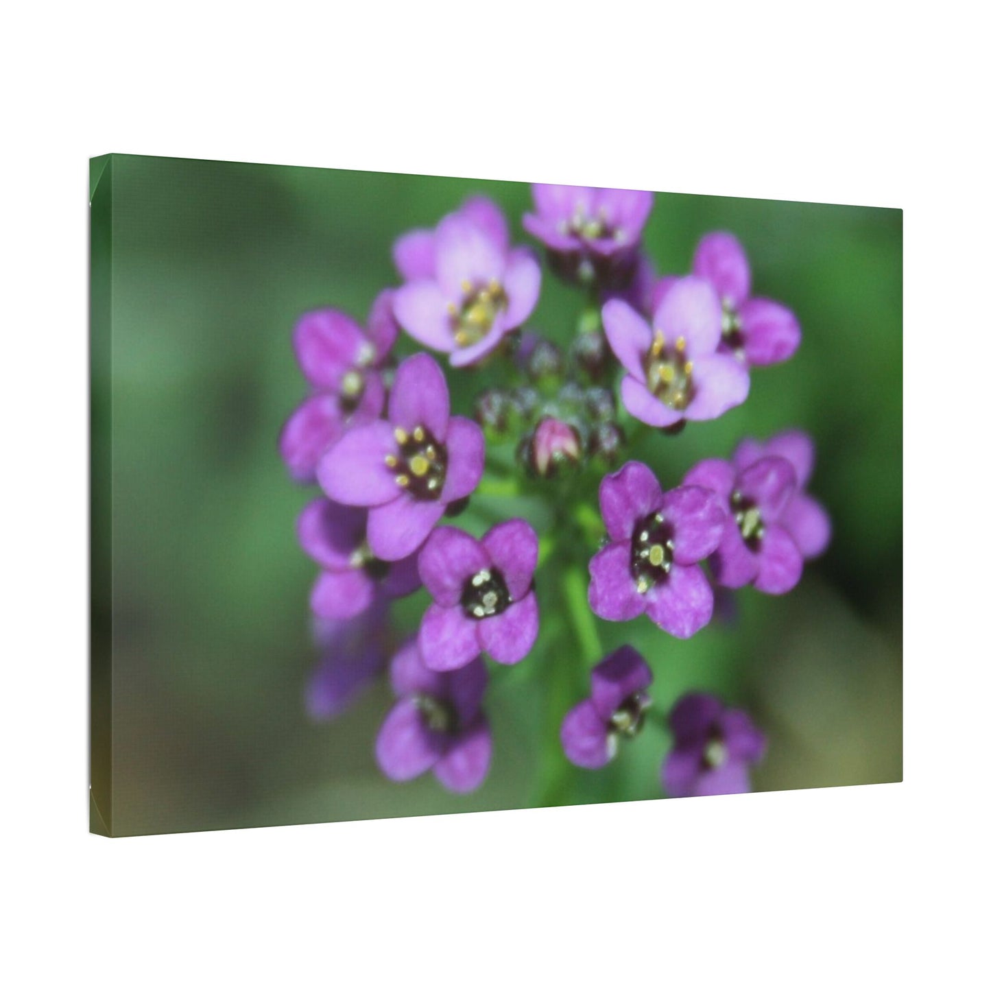 Classic Stretched Canvas