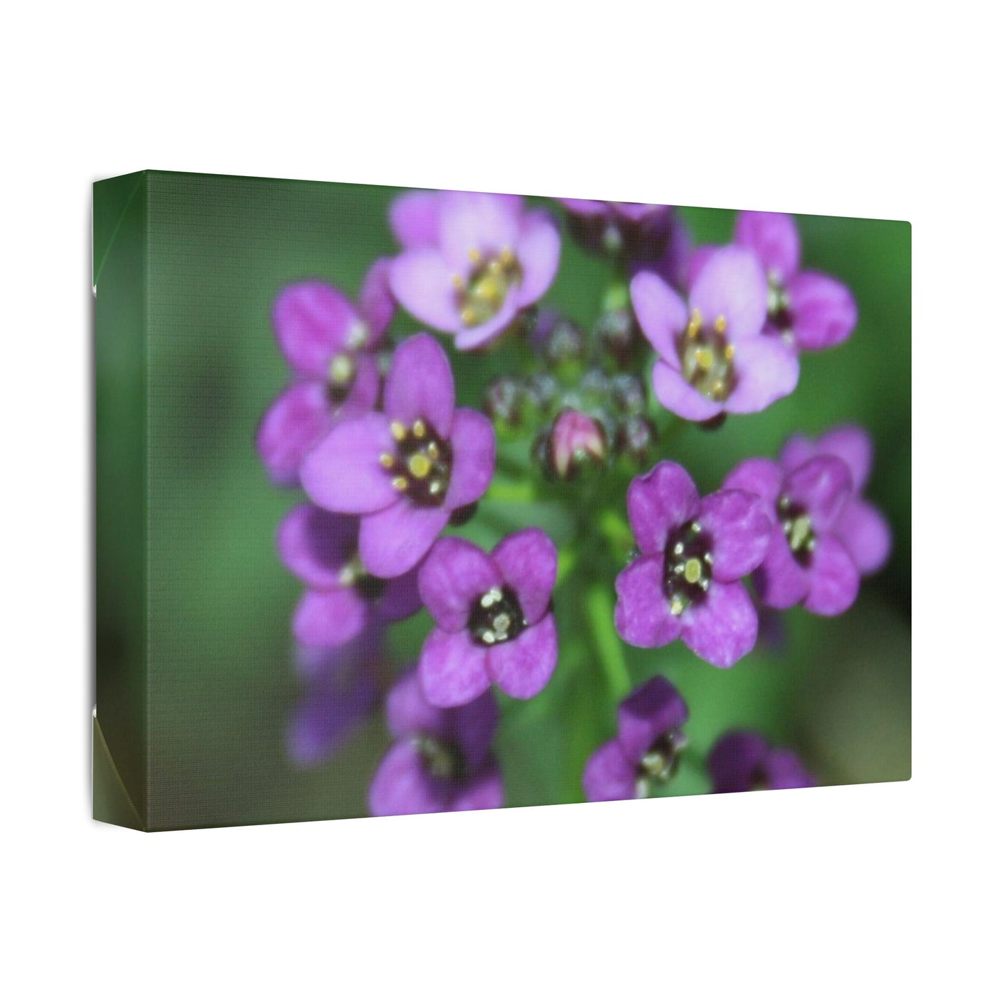 Classic Stretched Canvas