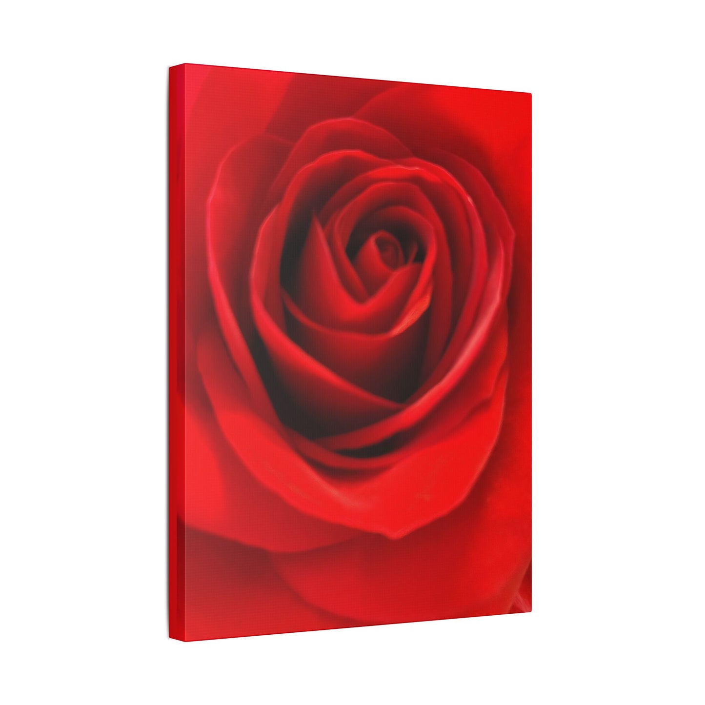 Classic Stretched Canvas - Rose