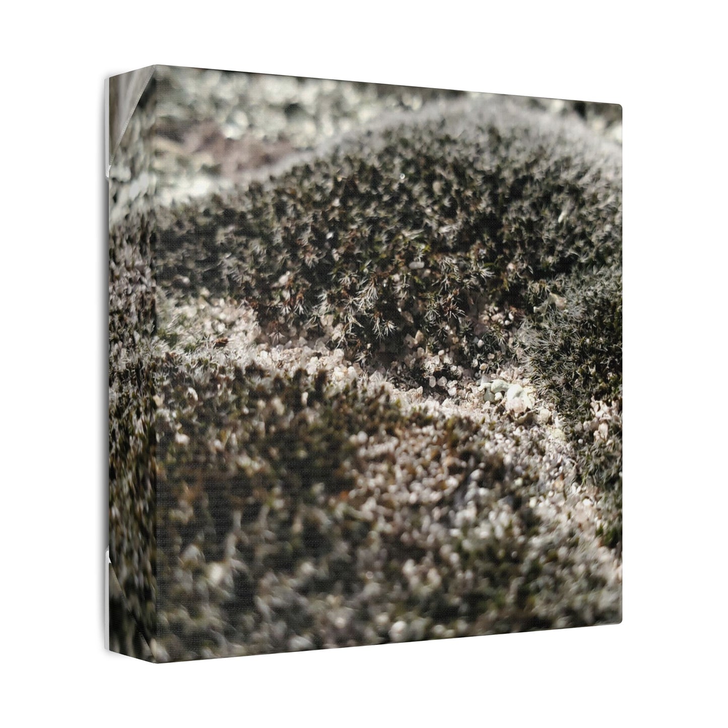 Classic Stretched Canvas - Moss