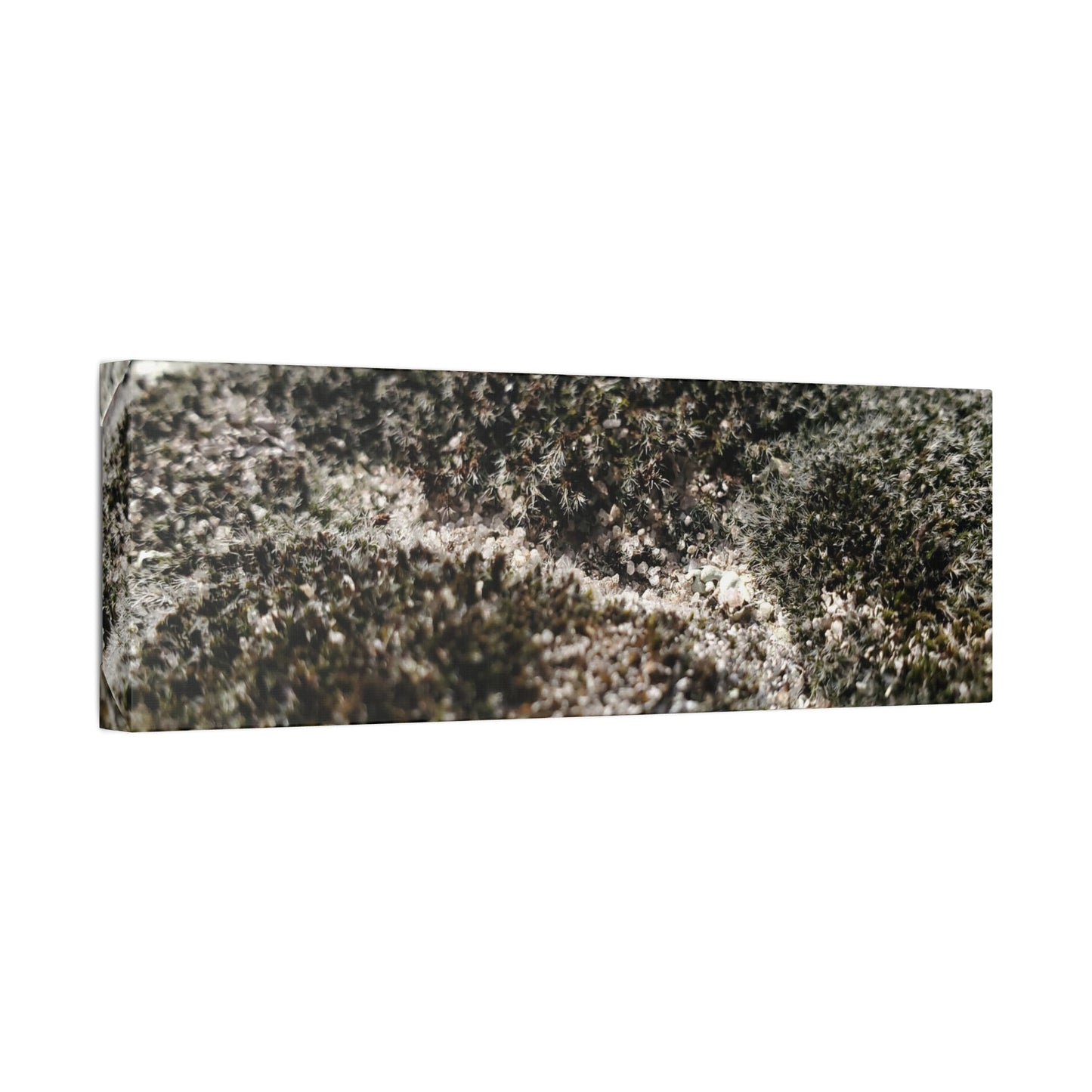 Classic Stretched Canvas - Moss