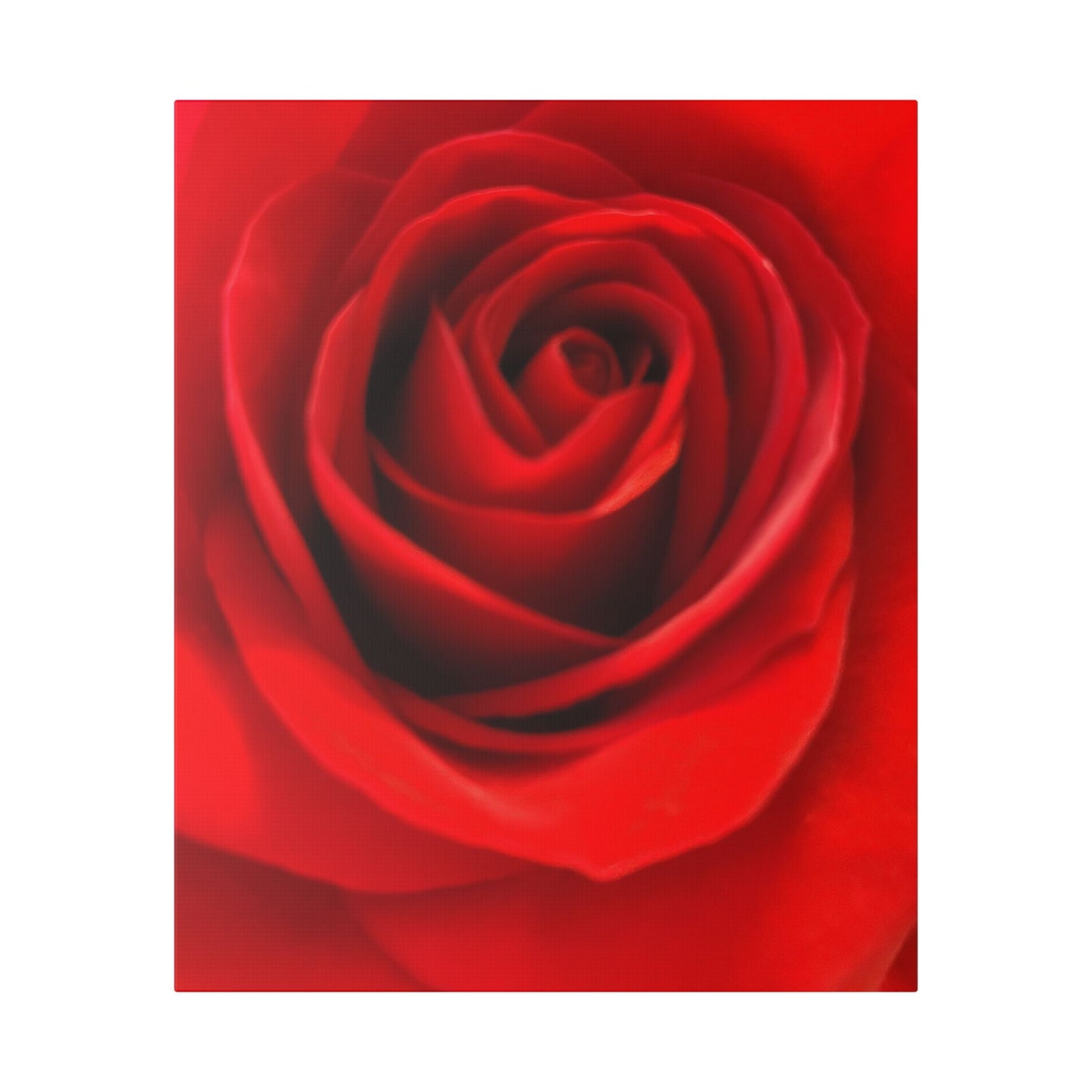 Classic Stretched Canvas - Rose