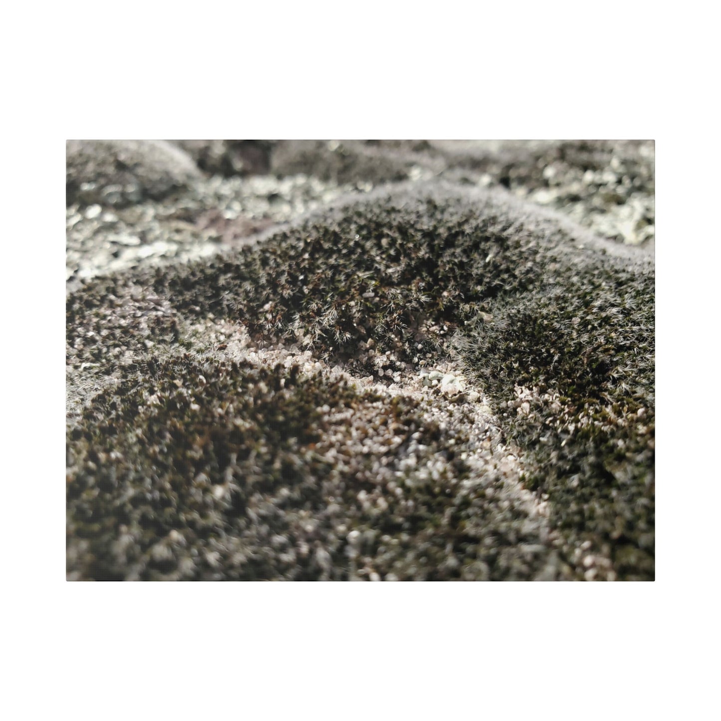 Classic Stretched Canvas - Moss