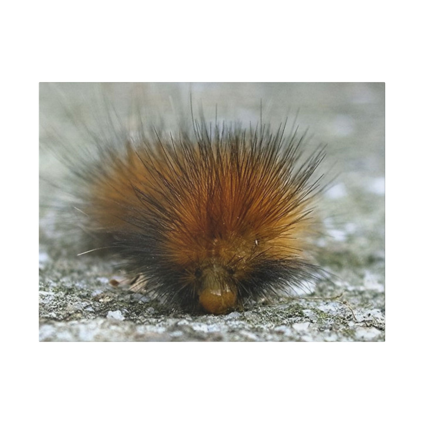 Classic Stretched Canvas - Platypillar