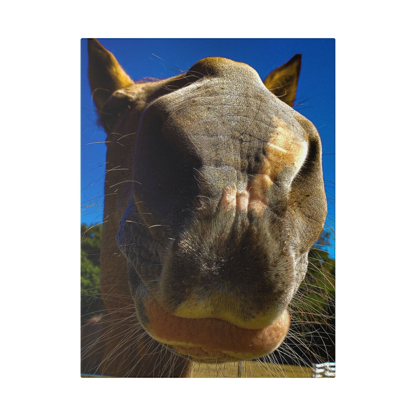 Classic Stretched Canvas - Its A Horse Of Course