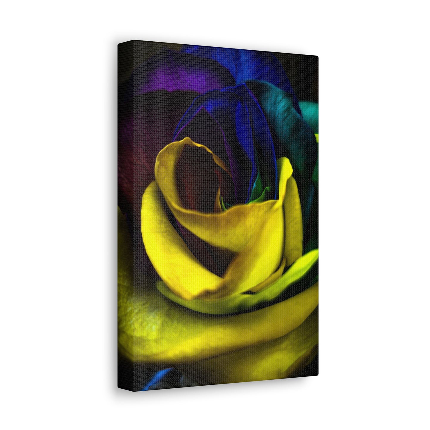 Classic Canvas - Rainbow Rose