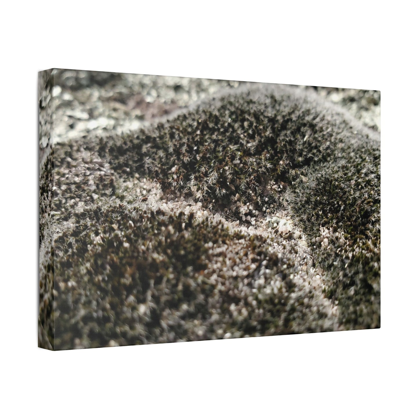 Classic Stretched Canvas - Moss