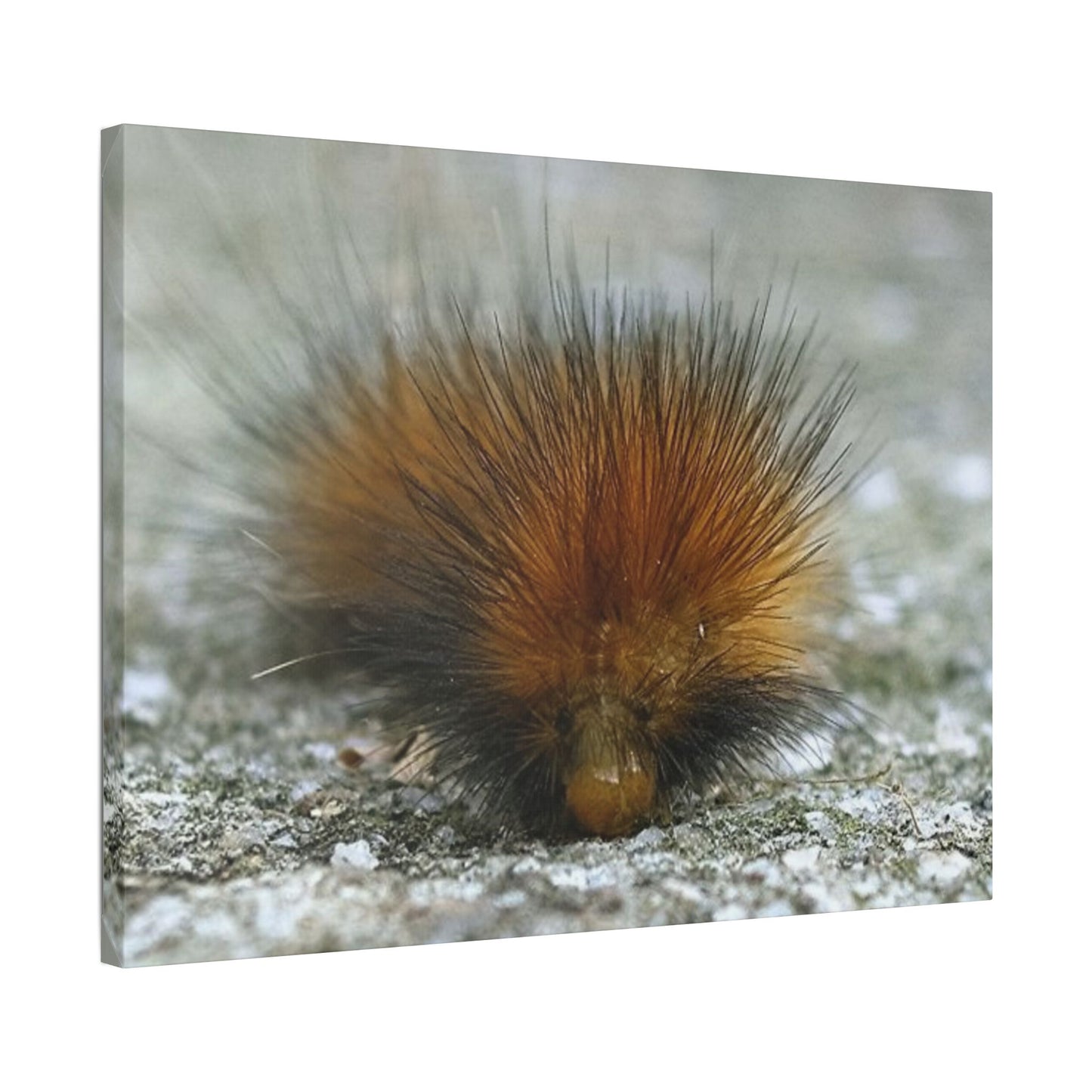 Classic Stretched Canvas - Platypillar