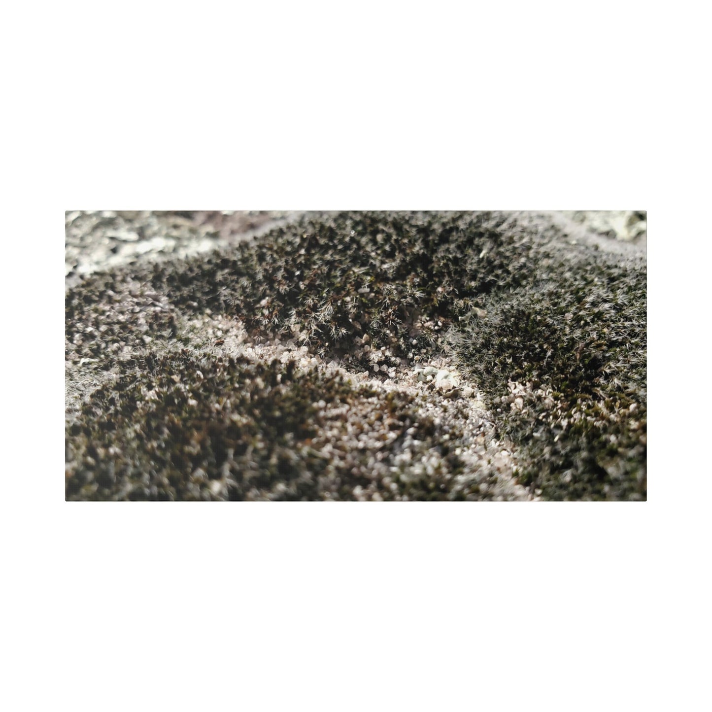 Classic Stretched Canvas - Moss
