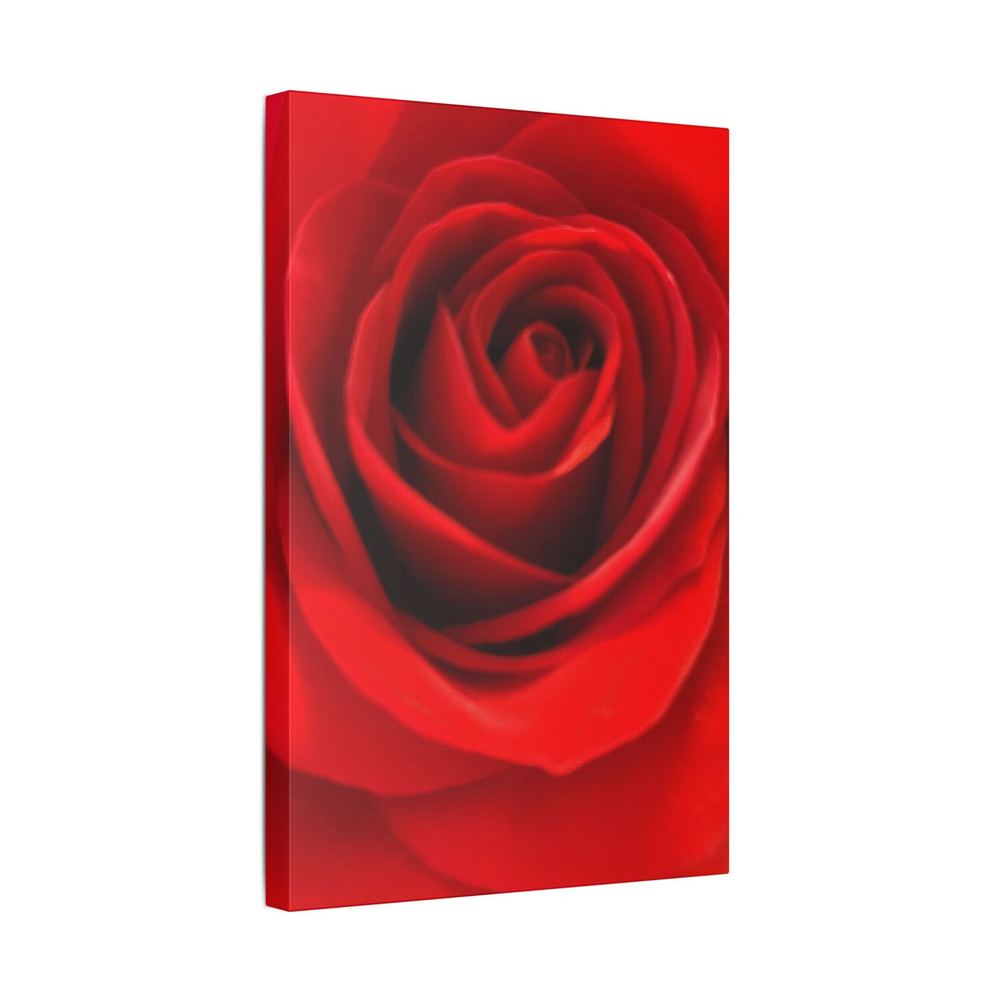 Classic Stretched Canvas - Rose