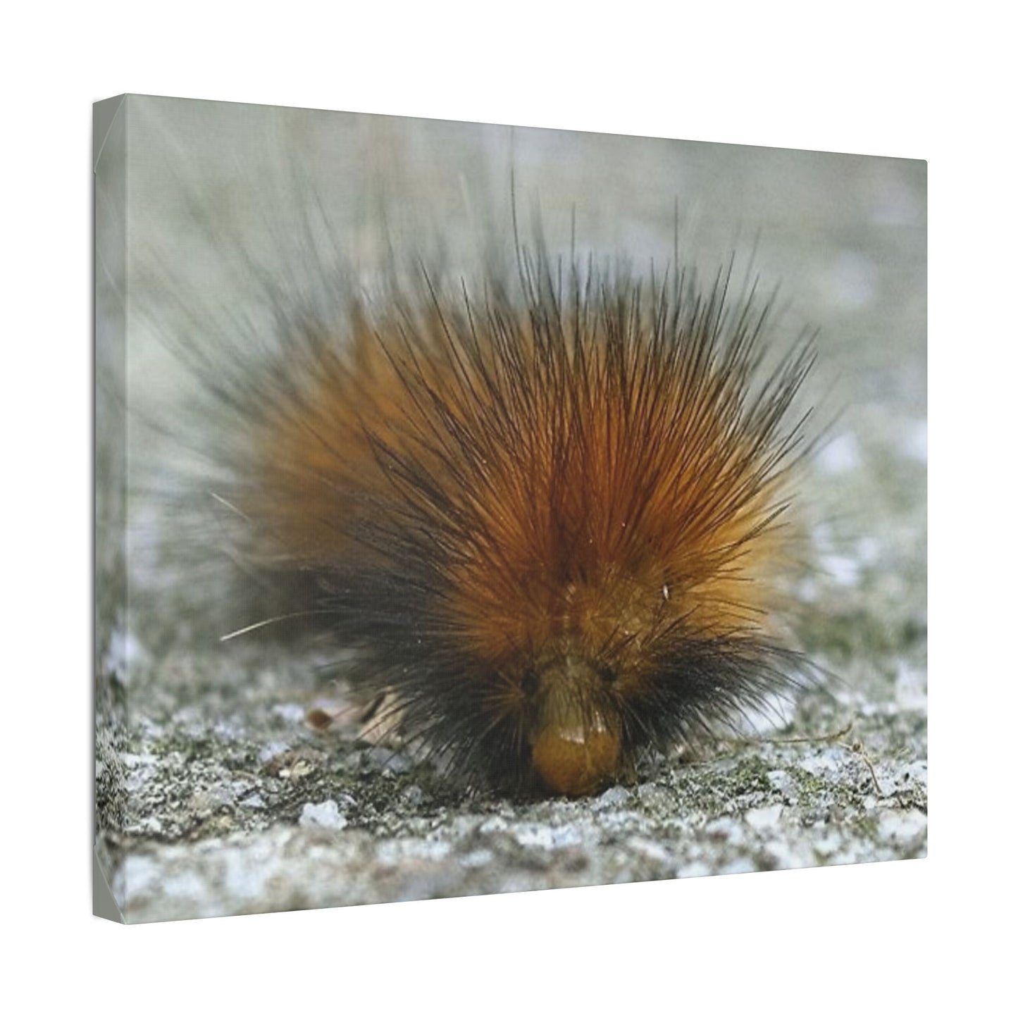 Classic Stretched Canvas - Platypillar